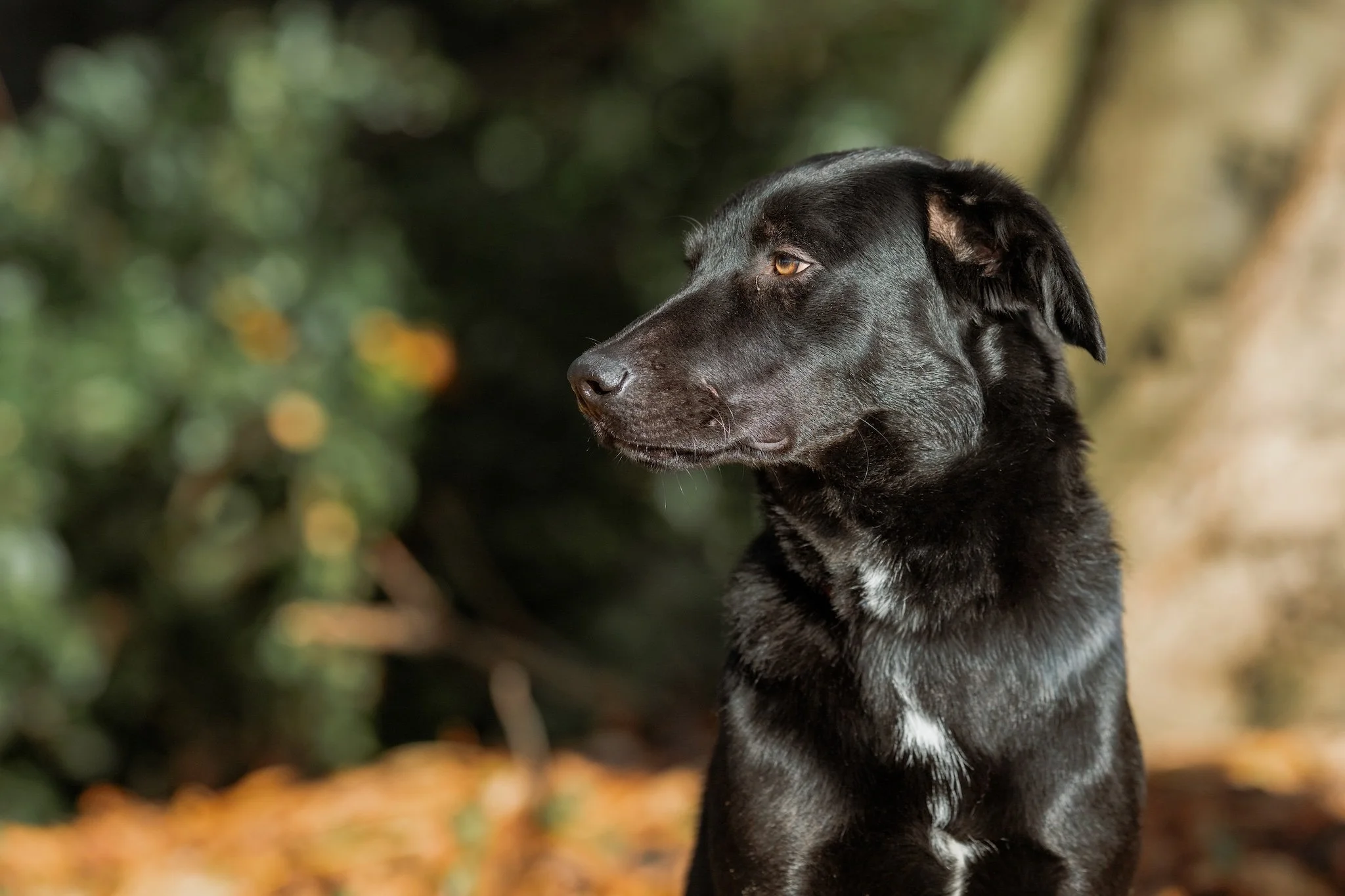 dog photographer north yorkshire.jpeg