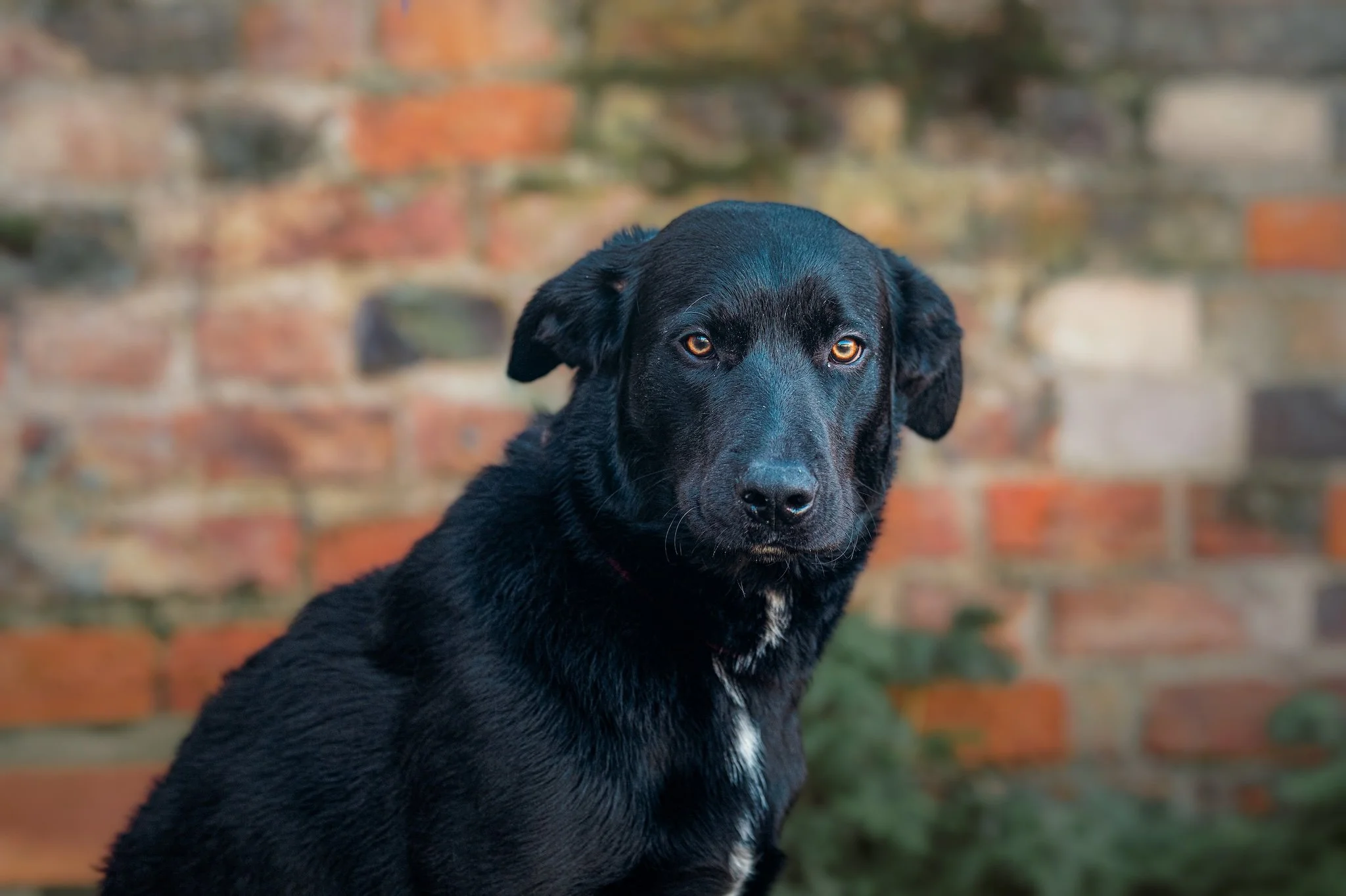 dog photography york.jpeg