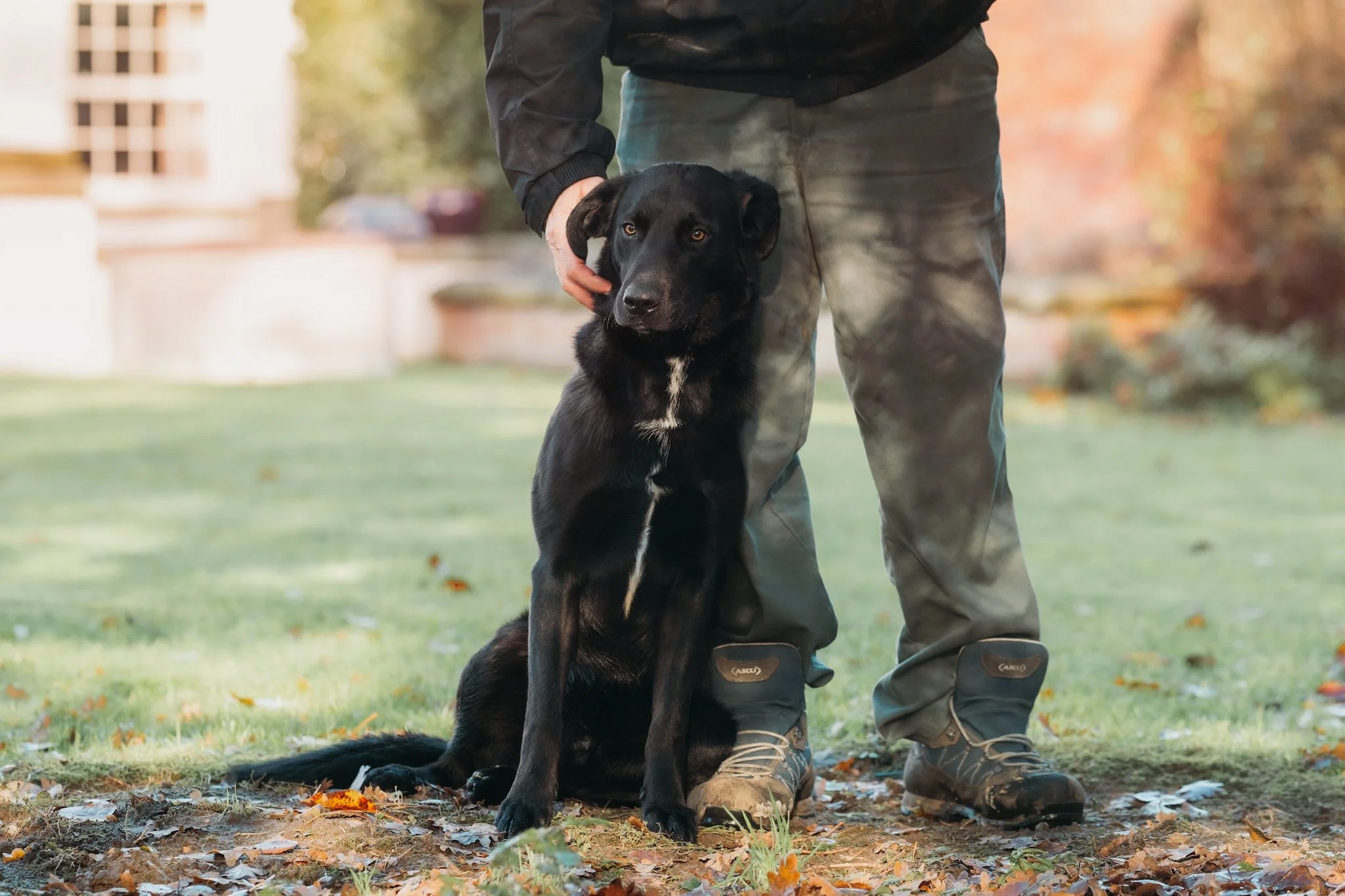 dog portrait photography easingwold.jpeg