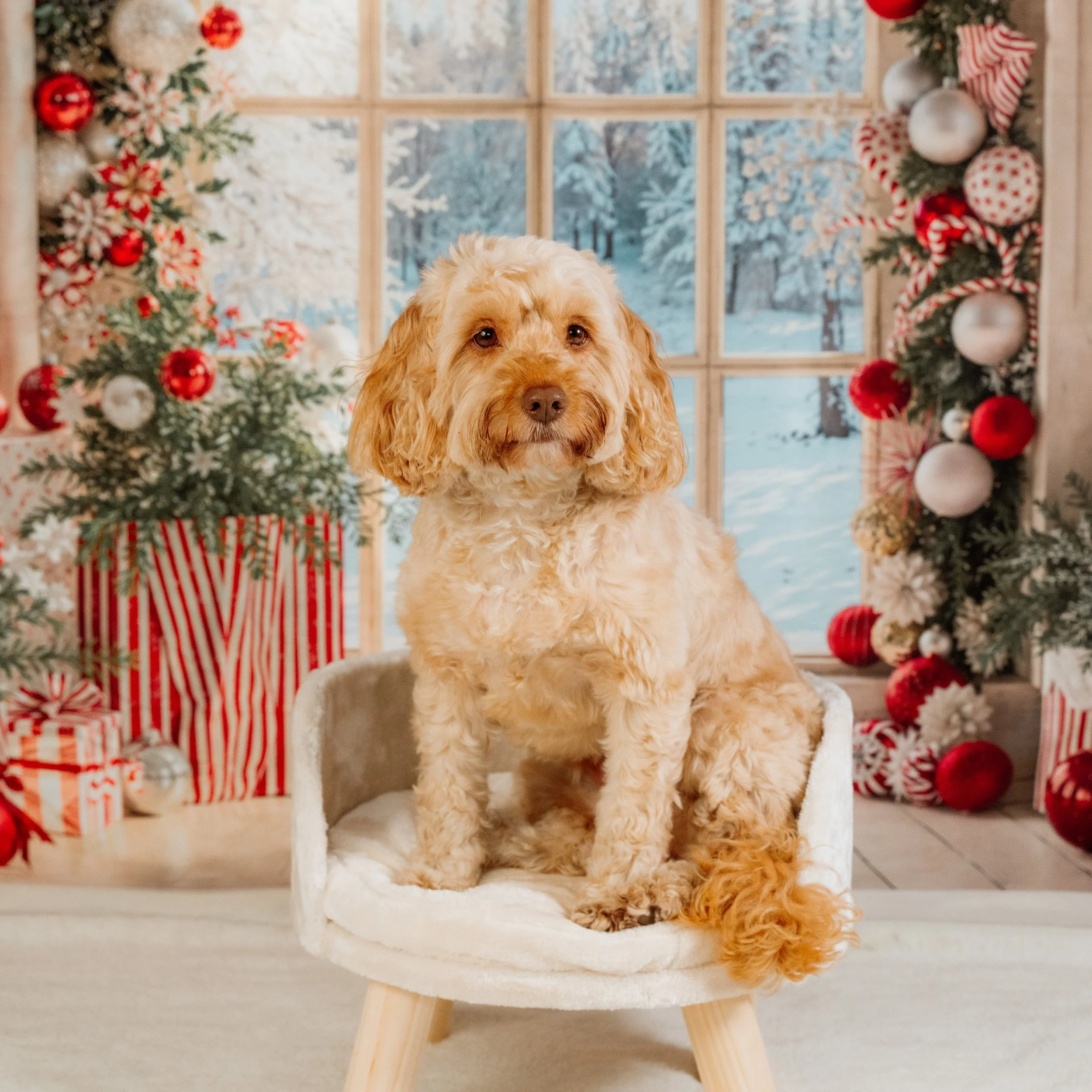 dog photographer yorkshire