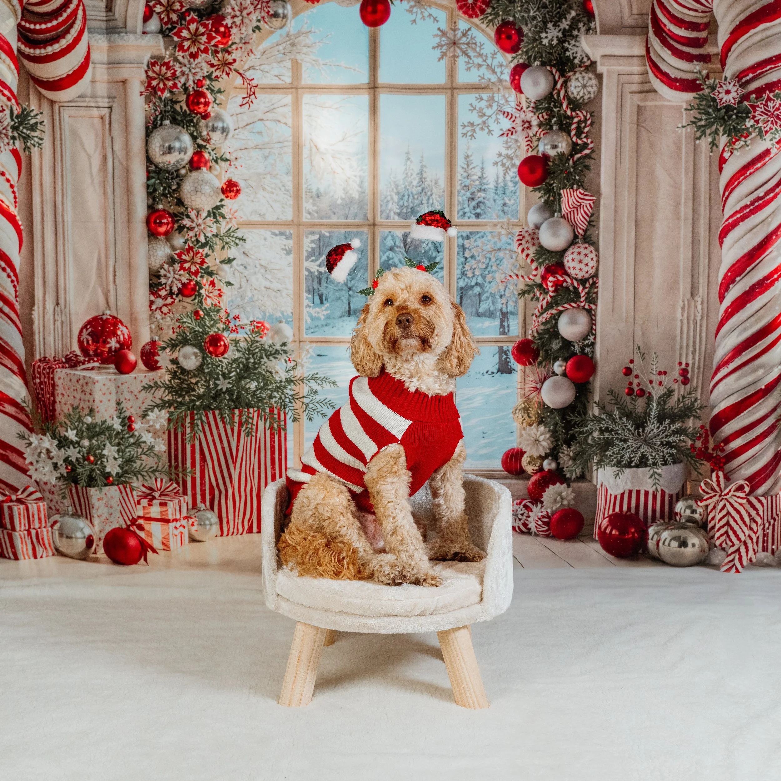 dog photography bradford