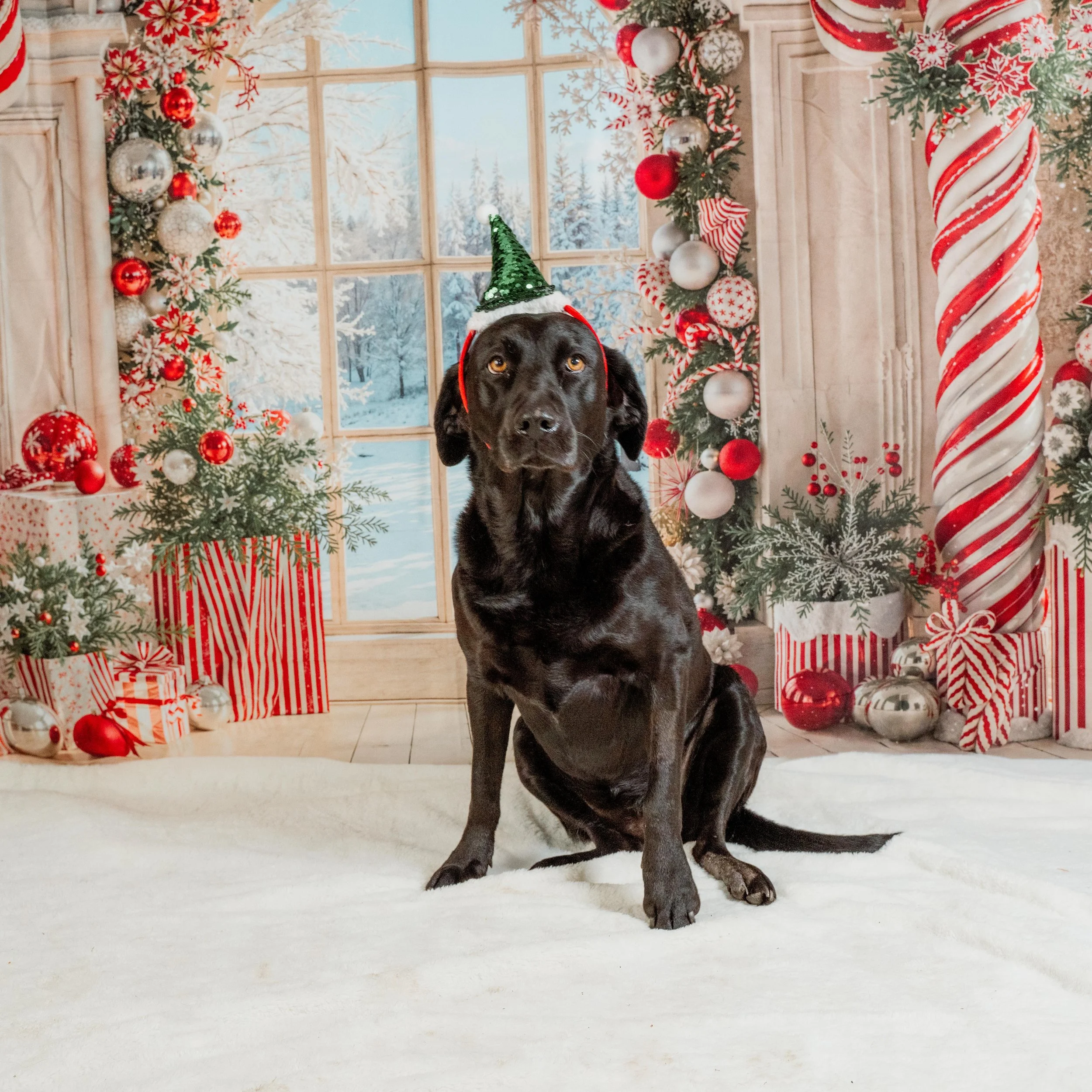 dog photographer Keighley