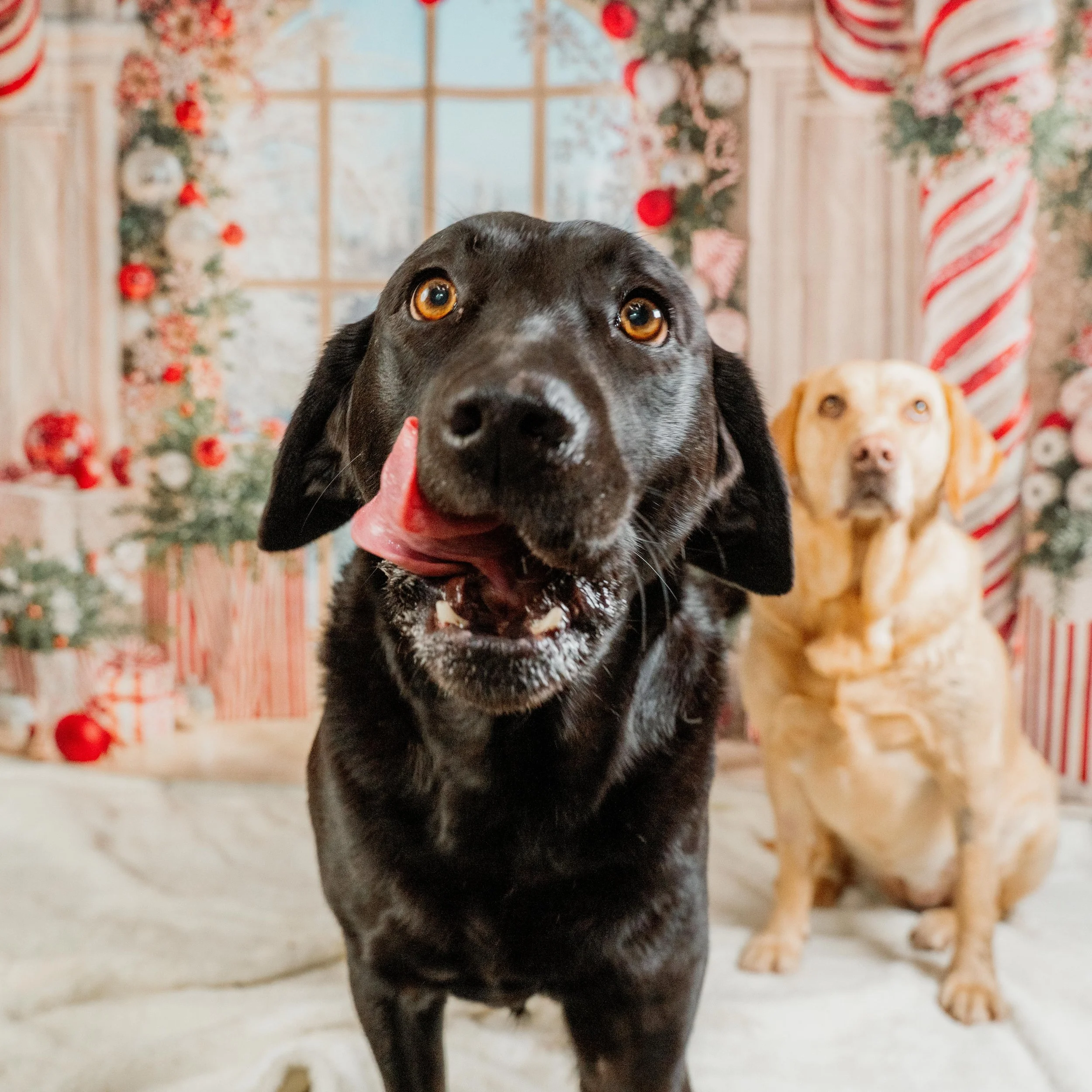 dog photography Baildon