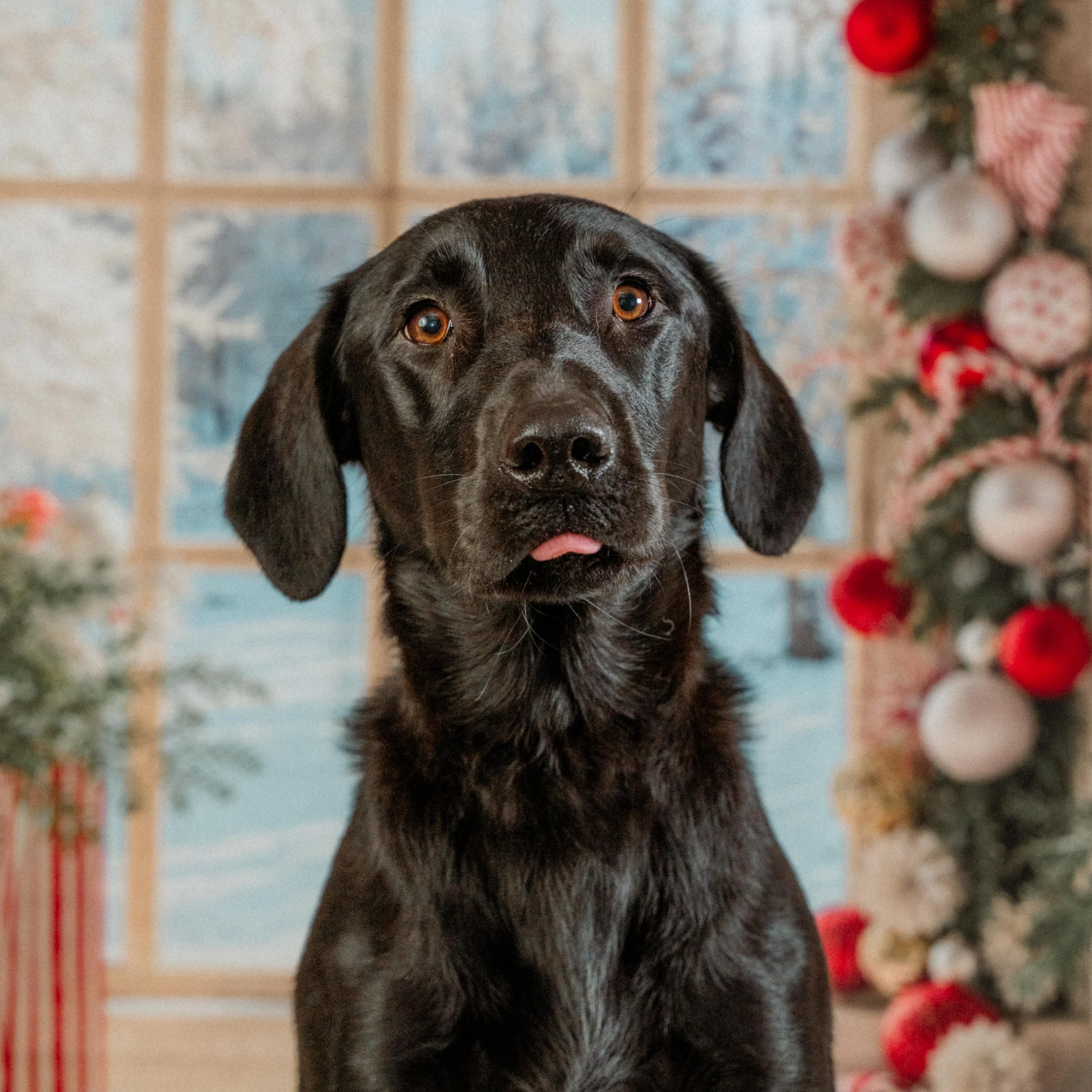 dog photographer Baildon