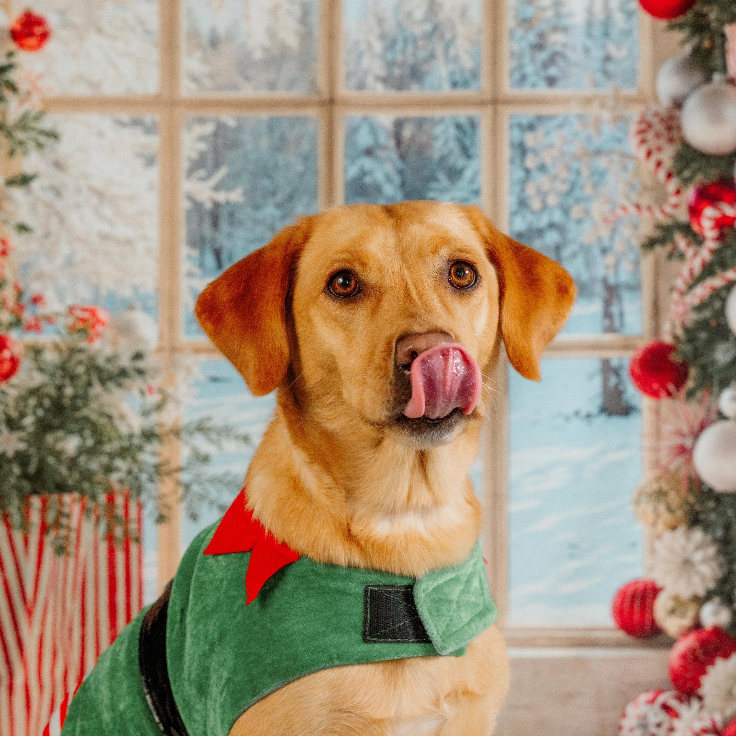 dog photography Bingley