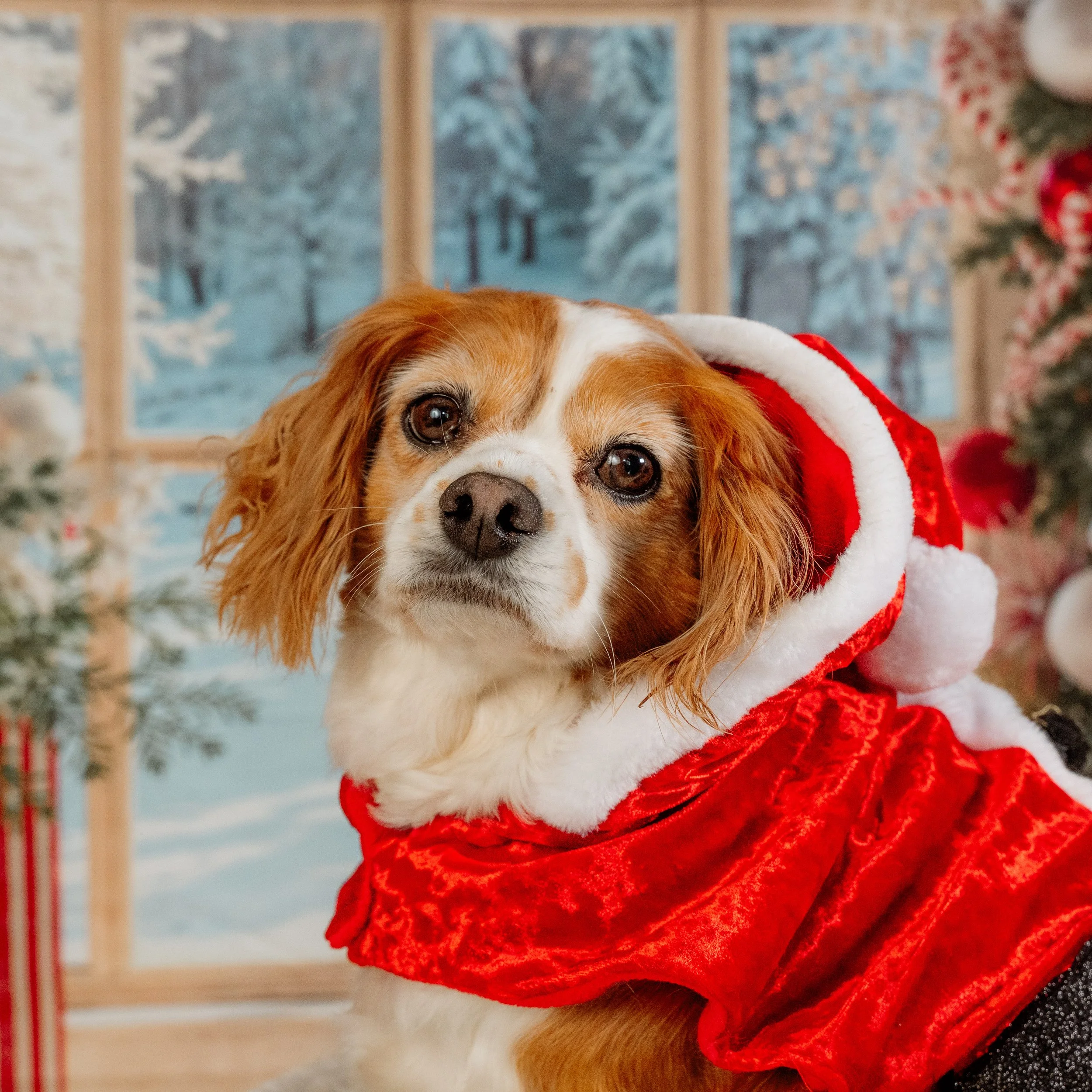 dog photography gift voucher