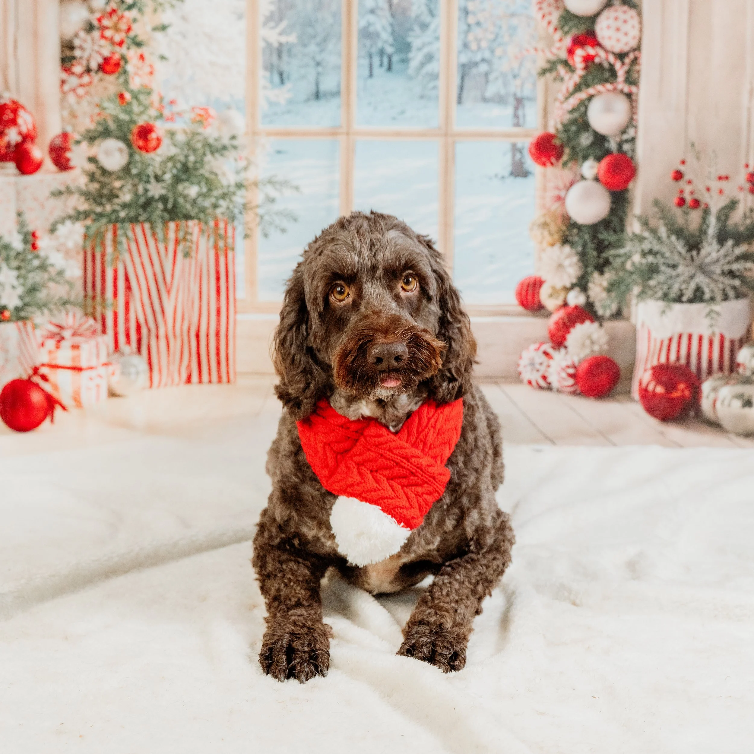 dog photography gilstead