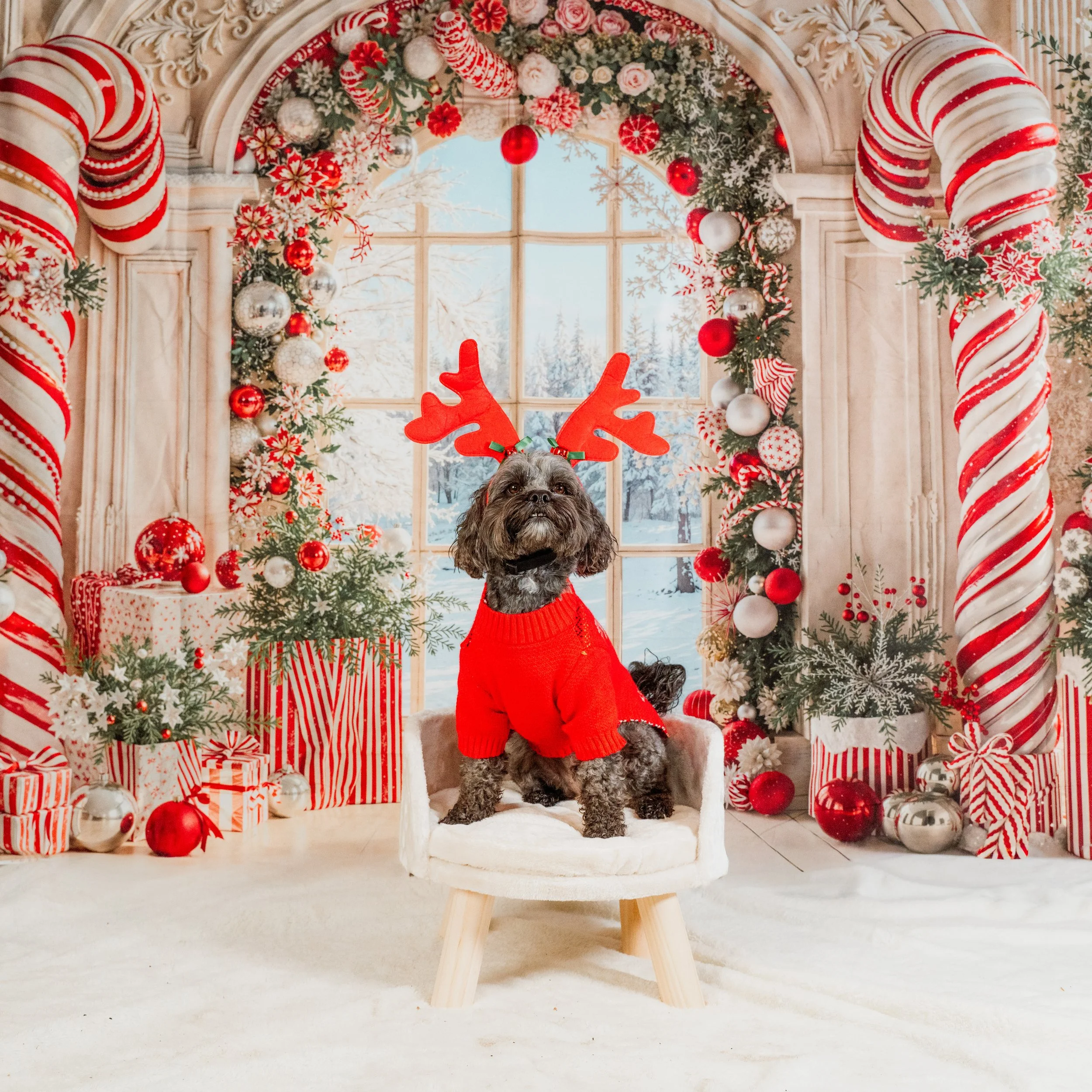 dog photography Guiseley