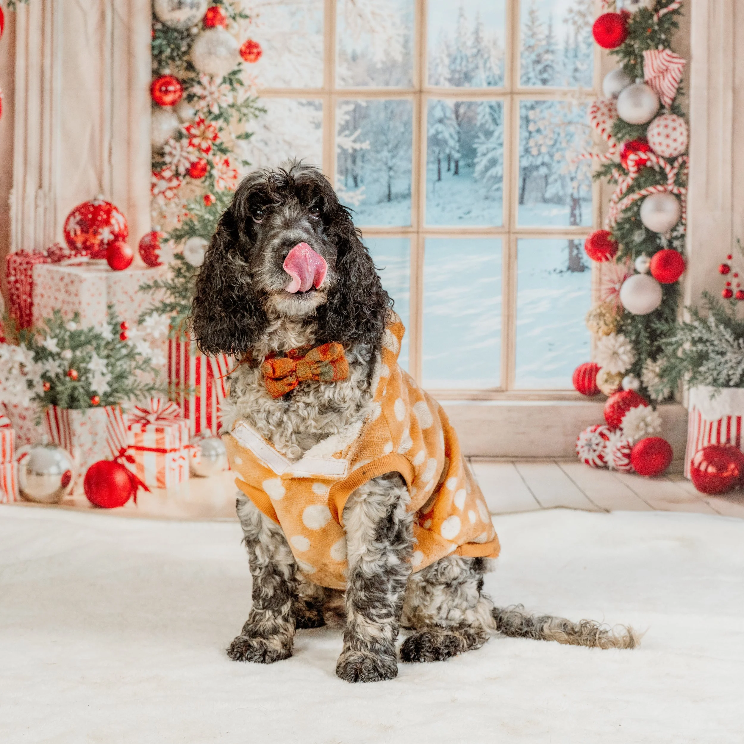 dog photographer Guiseley