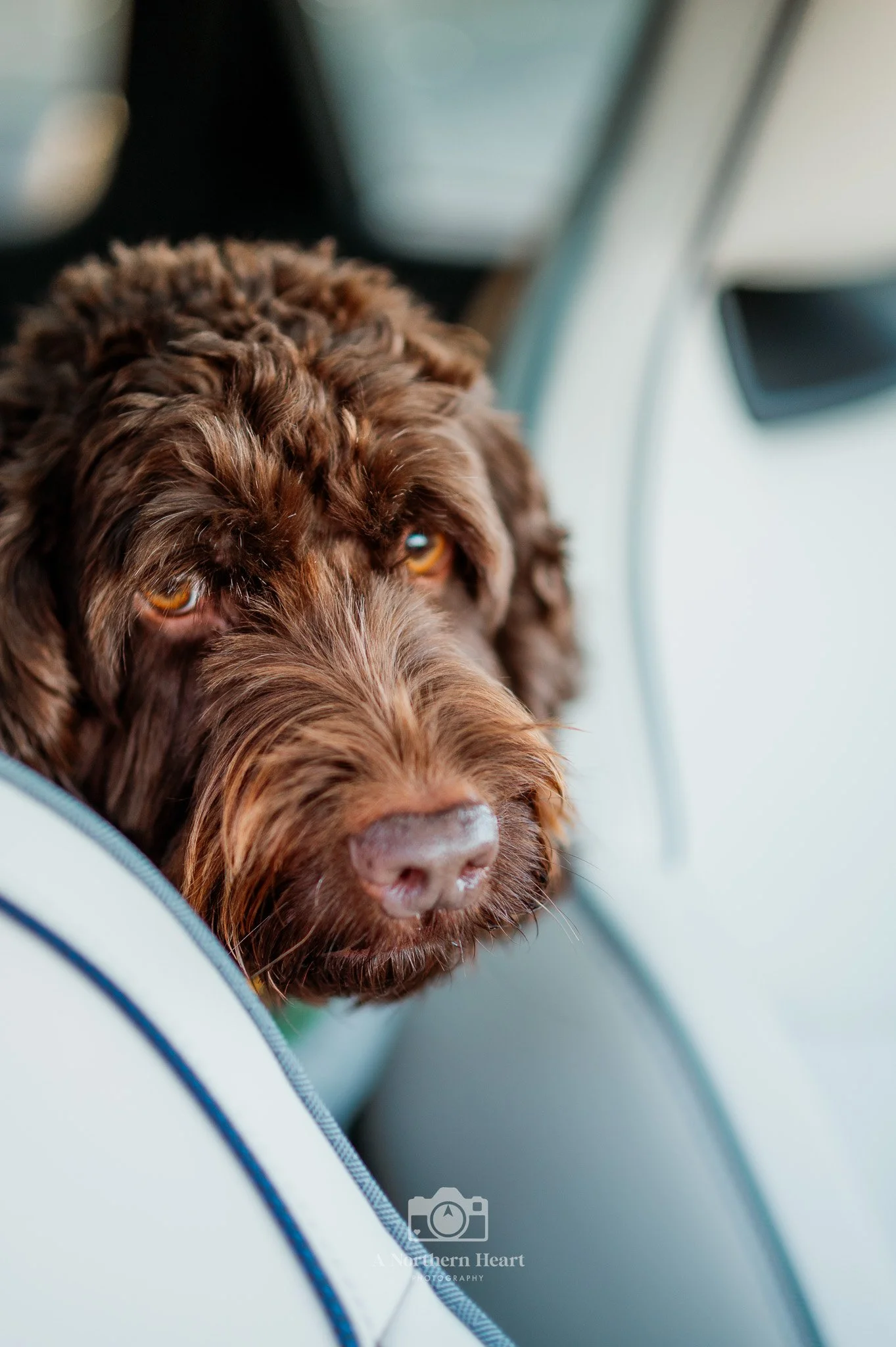 Dog Friendly Haworth_1.jpg