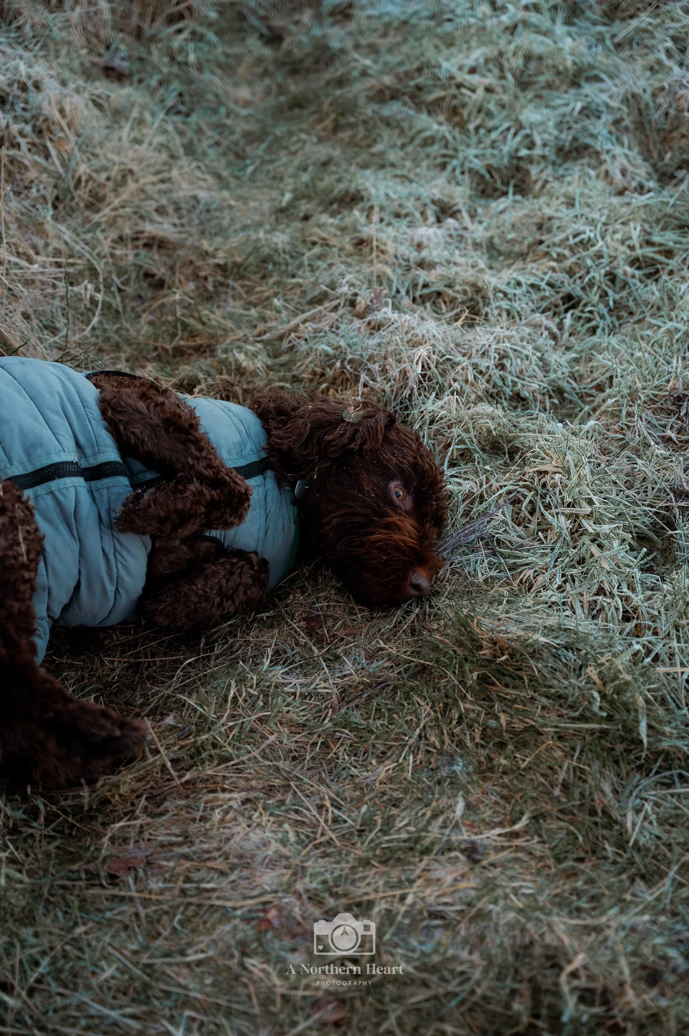 Dog Friendly Haworth_5.jpg