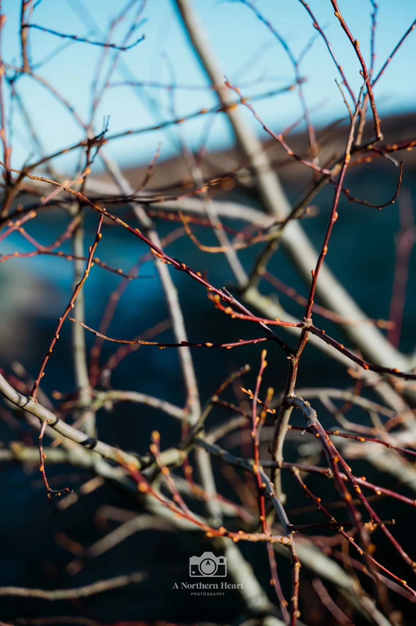 Dog Photographer Yorkshire_1.jpg