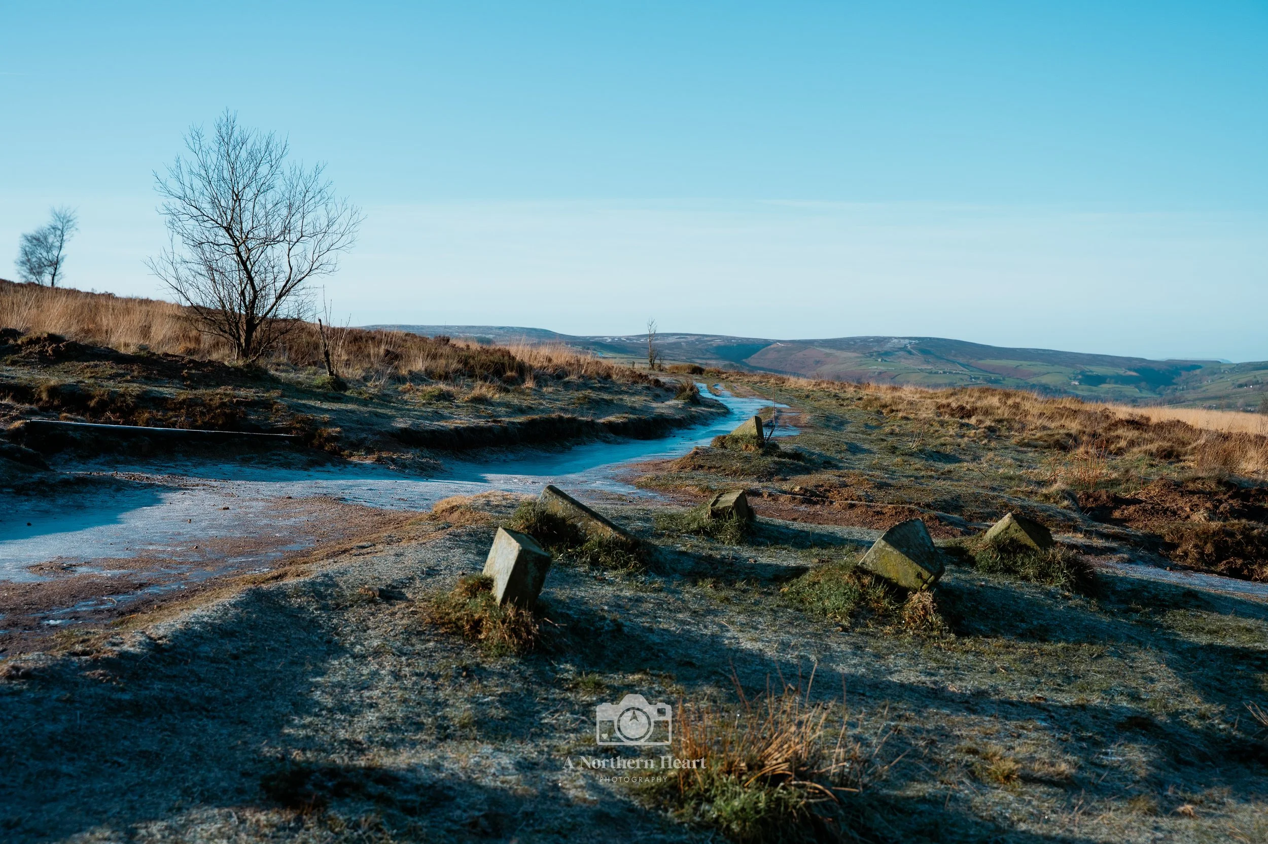Dog Photographer Yorkshire_5.jpg