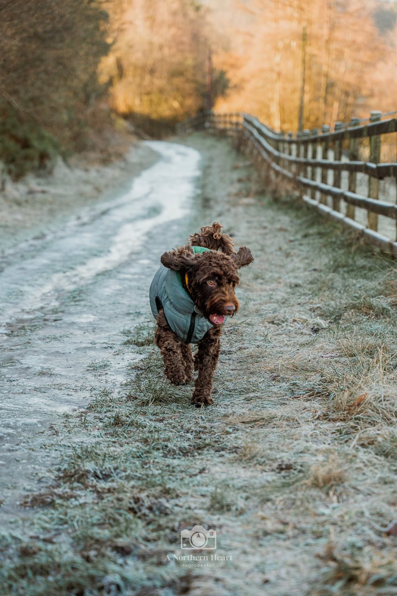 Dog Walks West Yorkshire_1.jpg