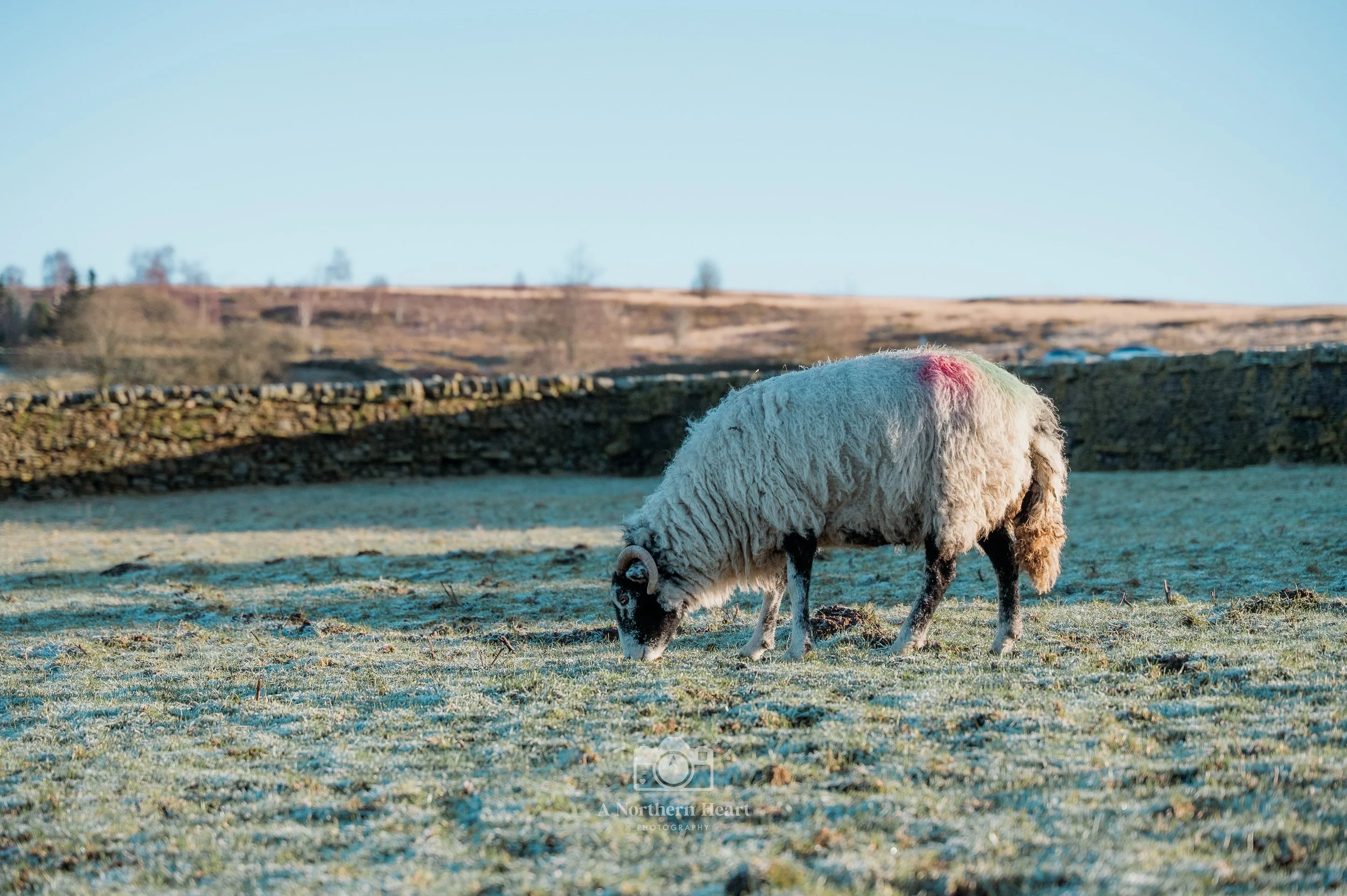 Dog Walks West Yorkshire_3.jpg