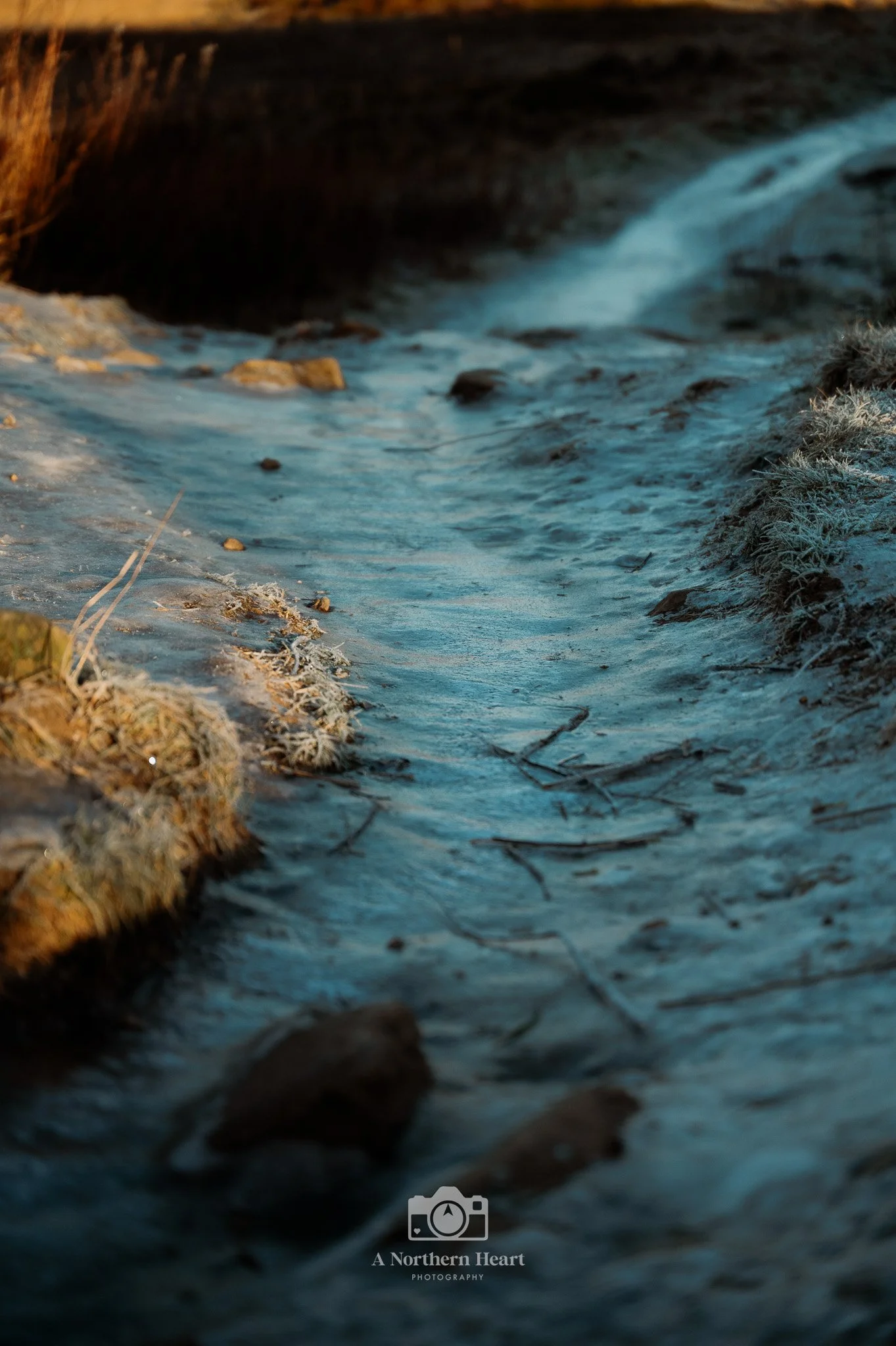 Dog Walks West Yorkshire_4.jpg