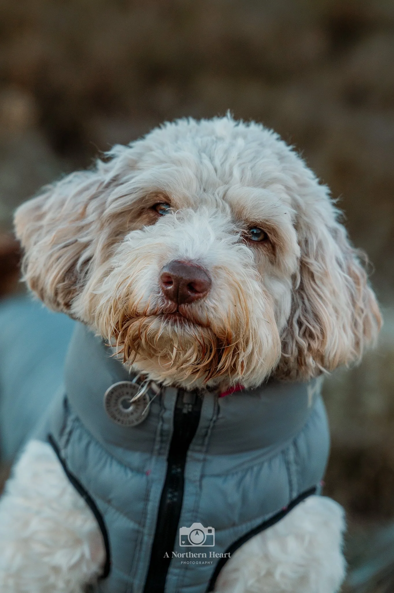 Dog Walks West Yorkshire_5.jpg