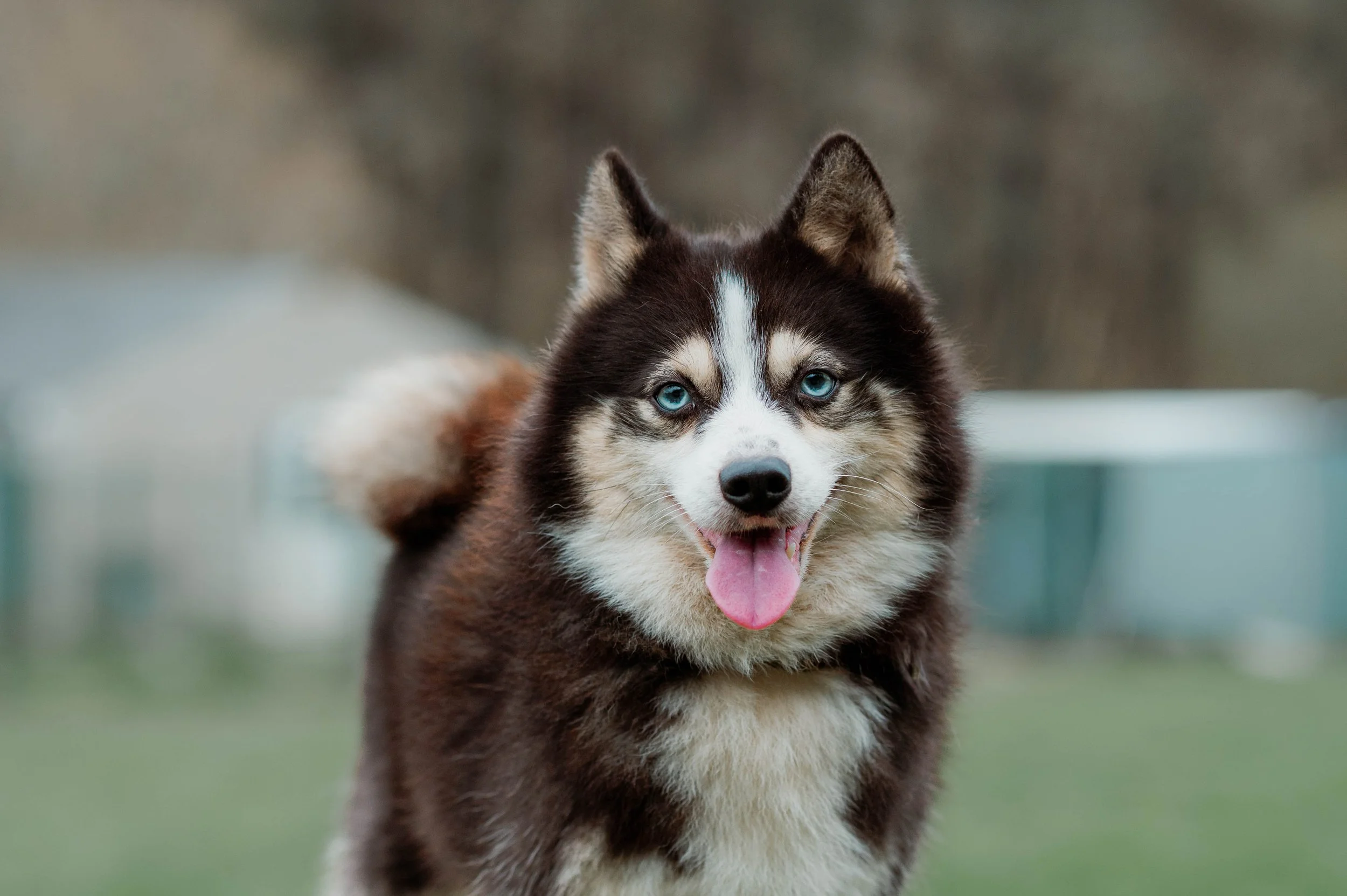 house of pomsky Barnsley 