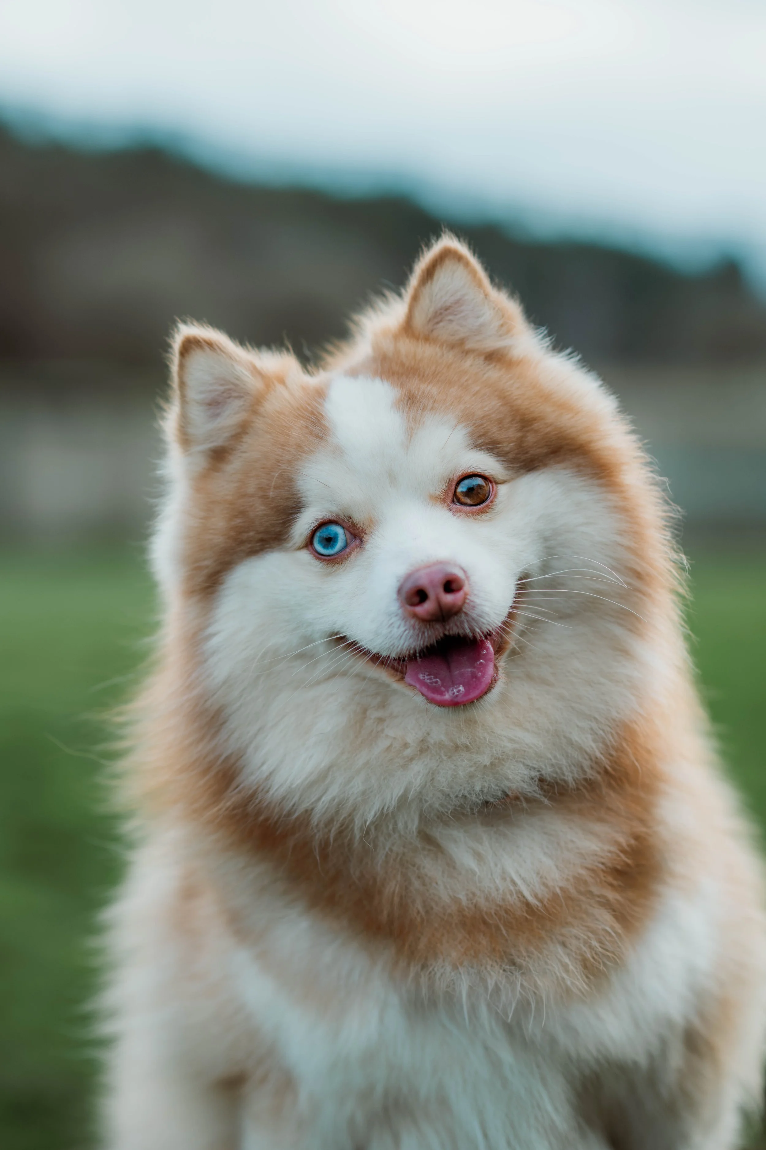 Dog Photographers Pontefract