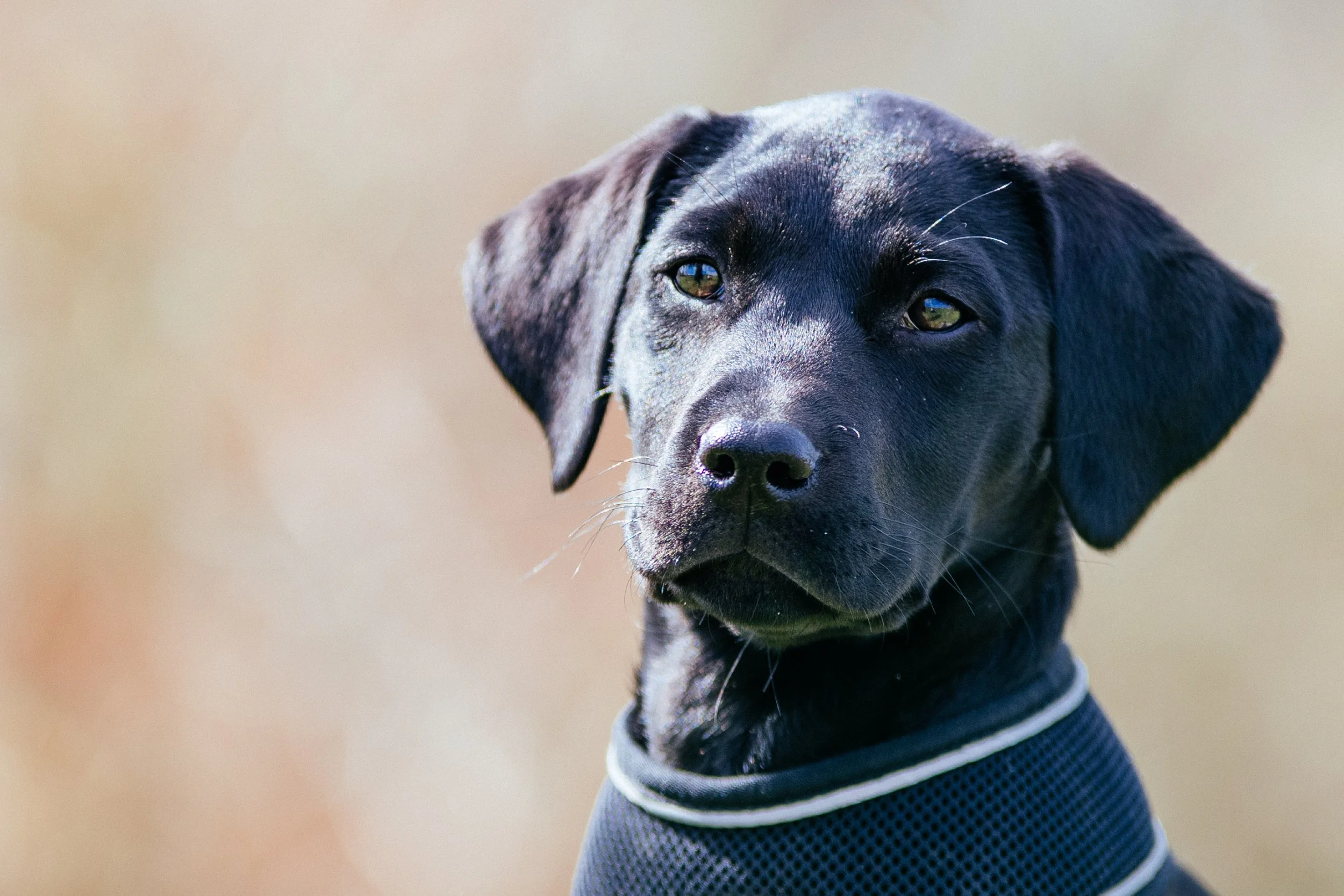 No judgement: How I photograph sensitive dogs who need a calm space