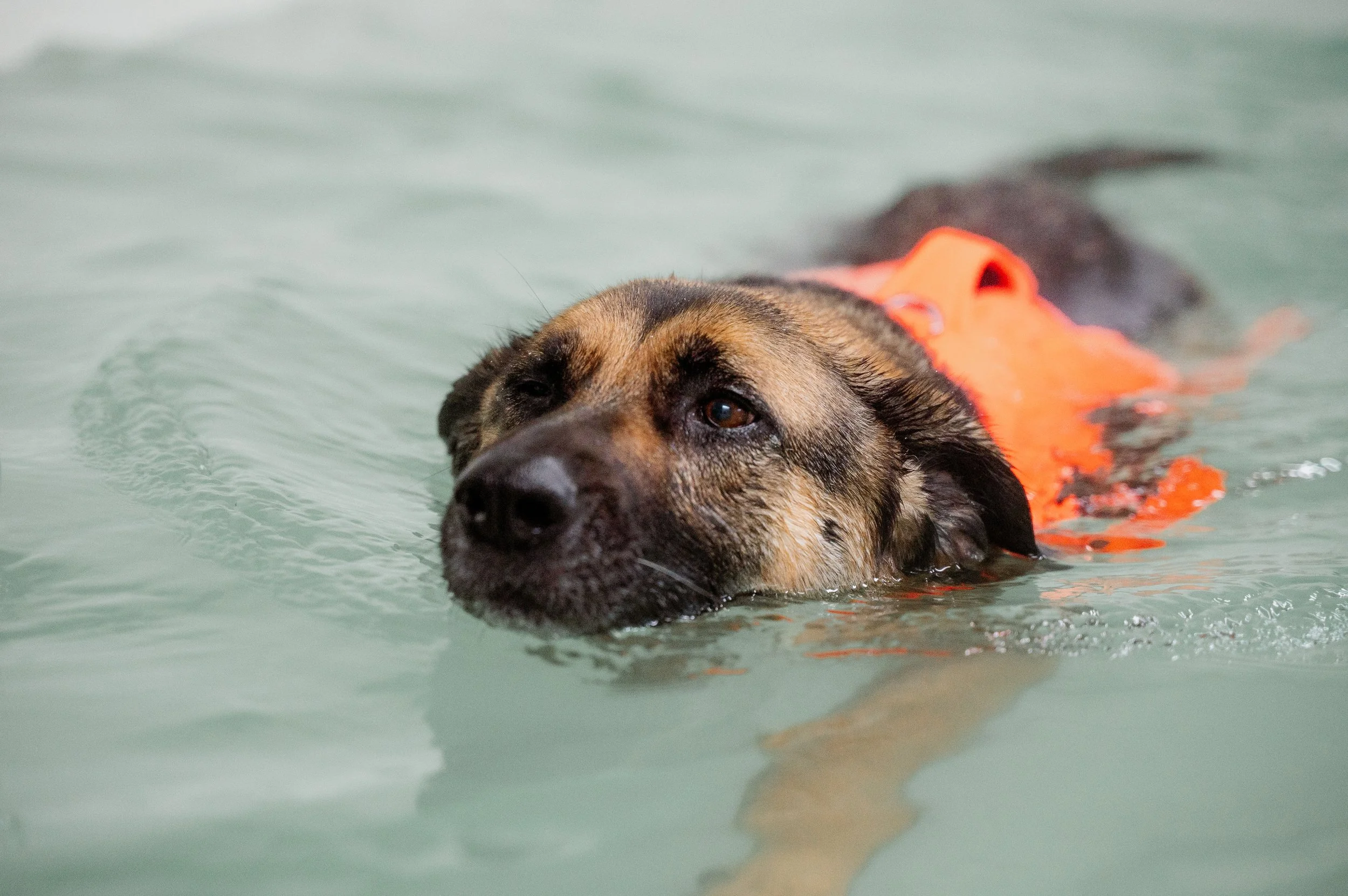 dog hydrotherapy Leeds