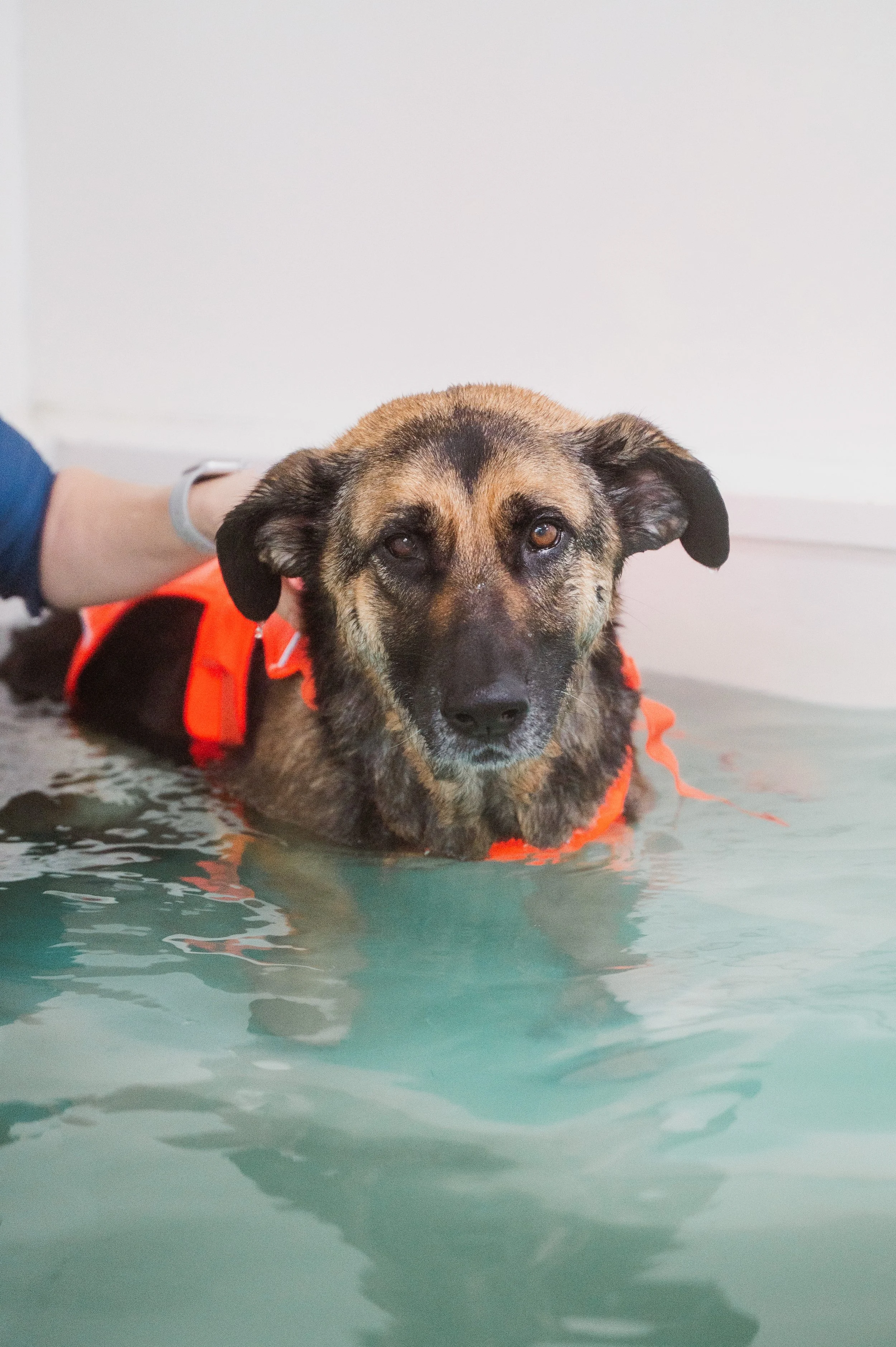 dog photography Guiseley 