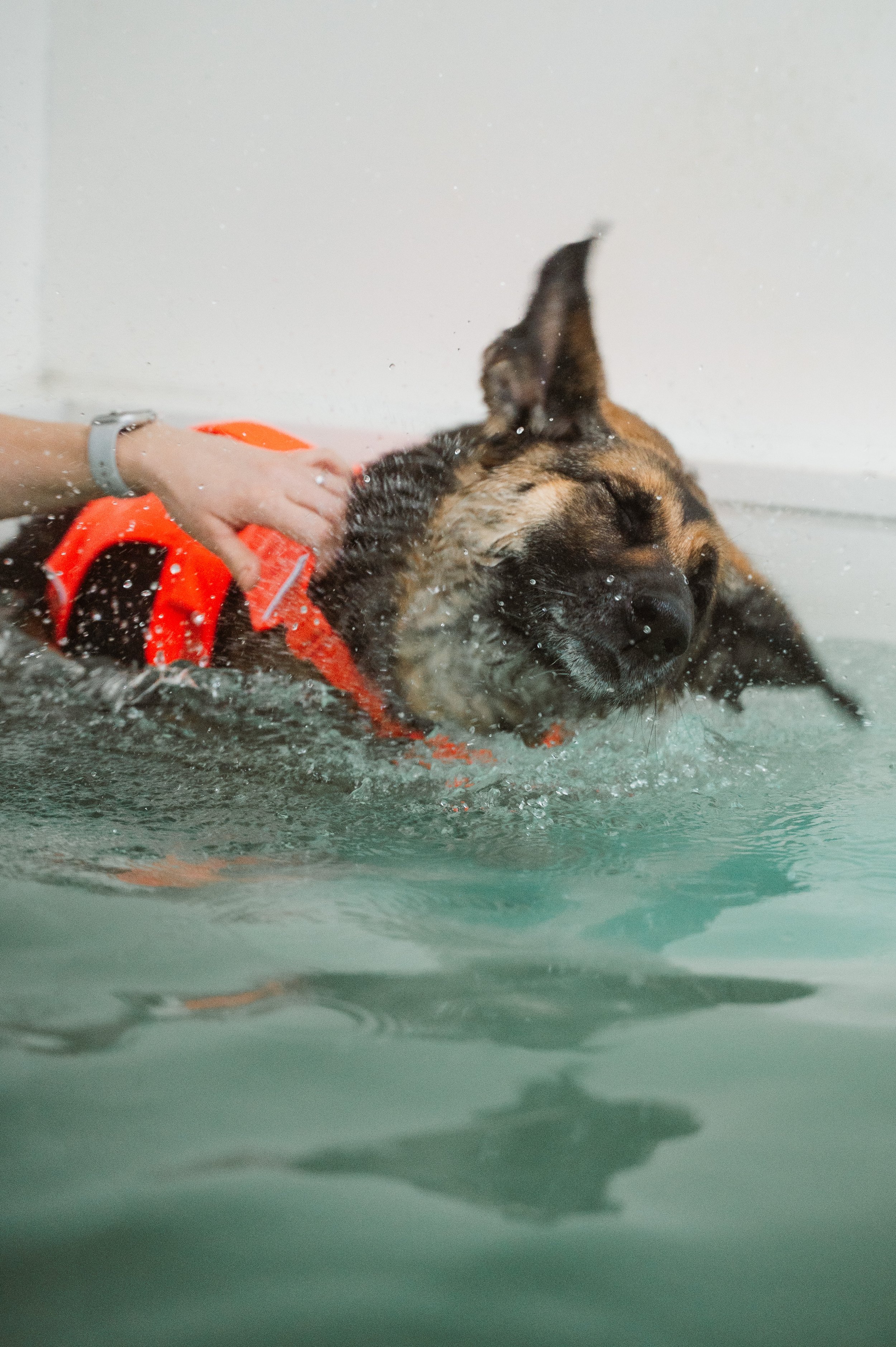 dog photographer Leeds 