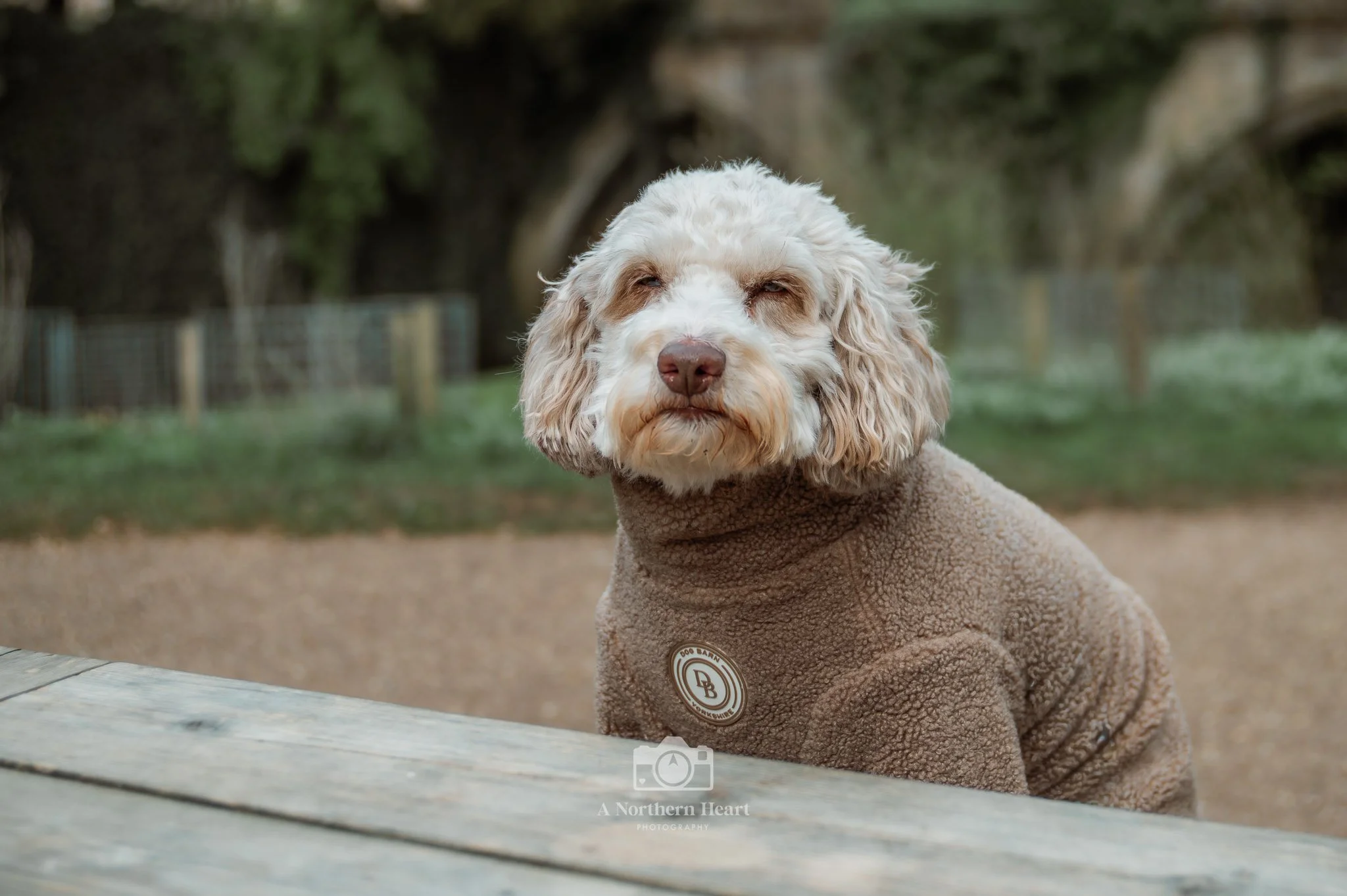 dog friendly fountains abbey