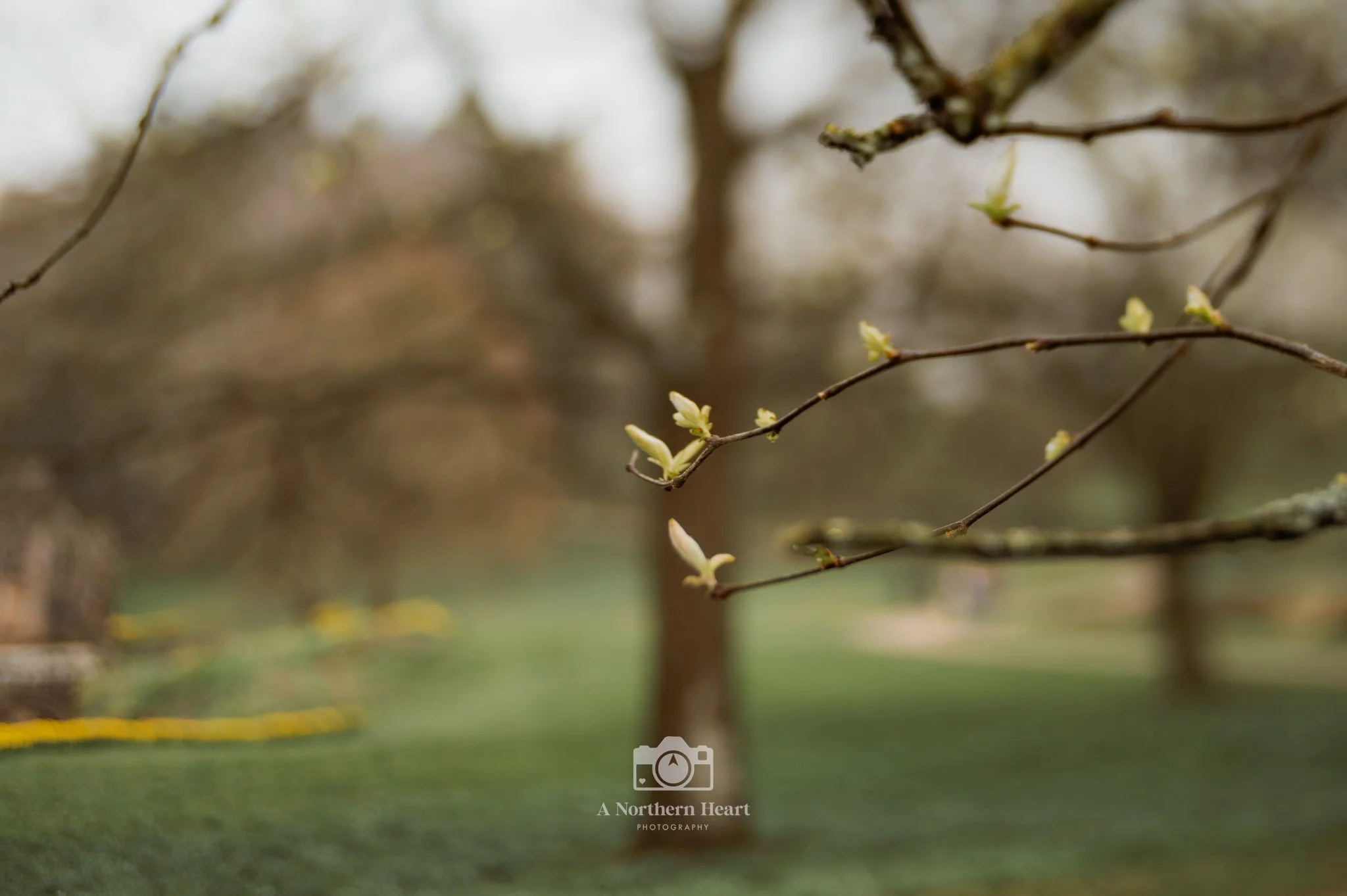 national trust fountains abbey