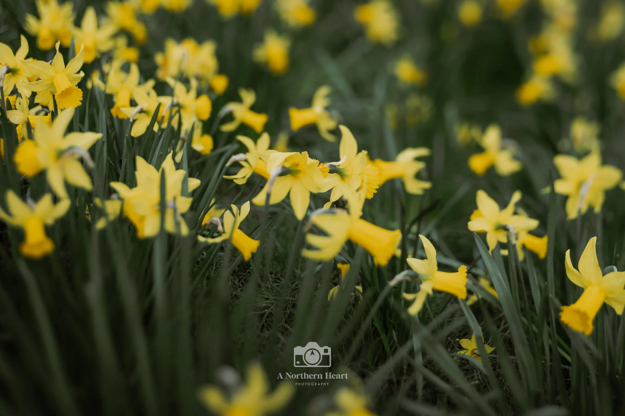 dog friendly days out national trust