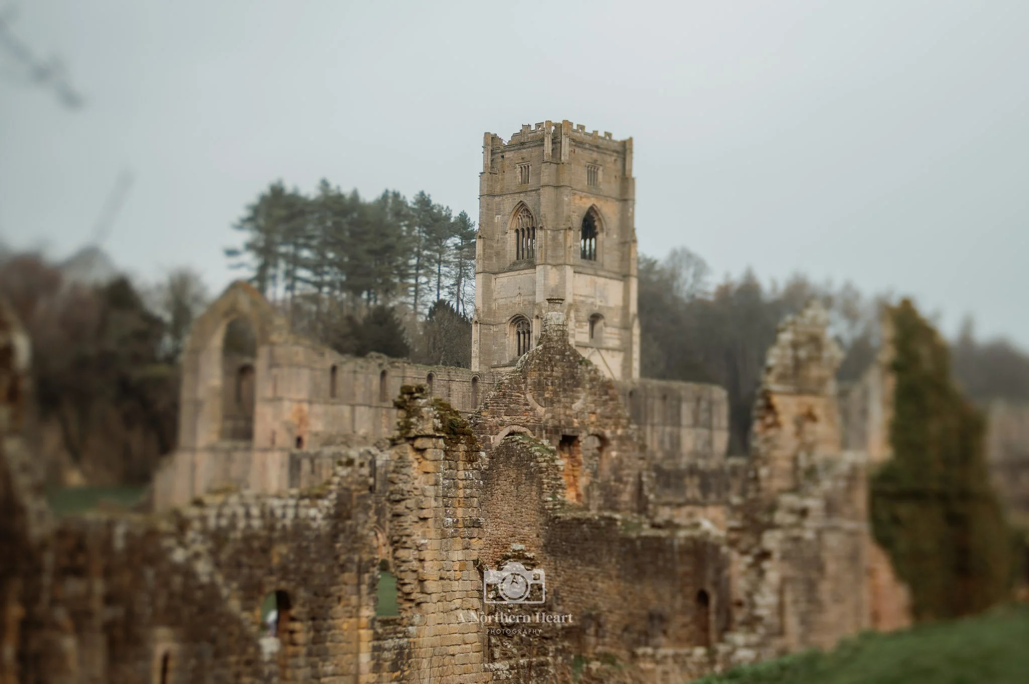 is fountains abbey dog friendly
