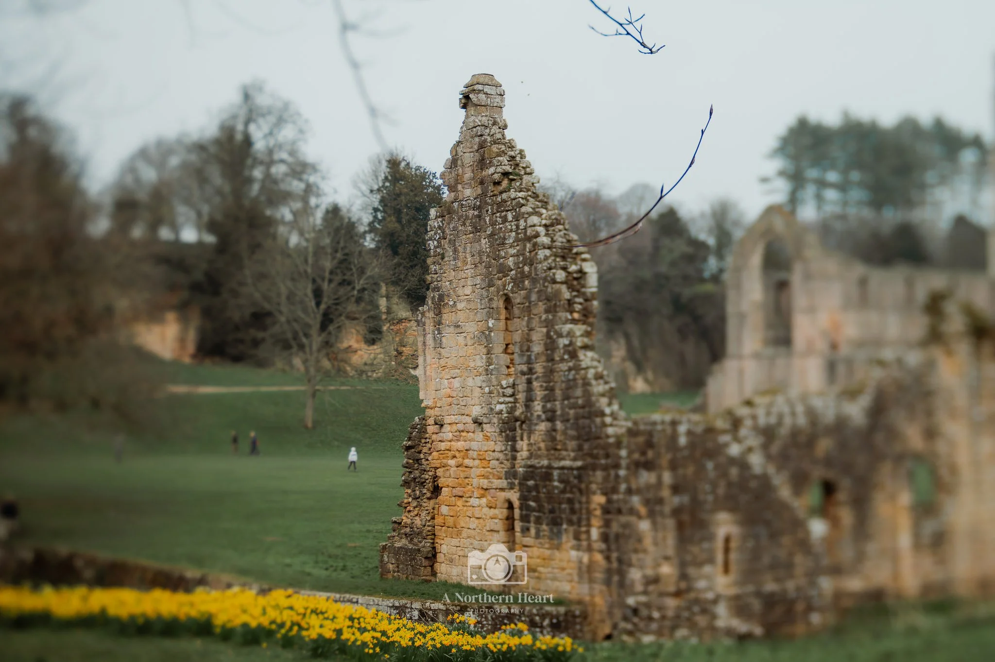 are dogs allowed national trust fountains abbey