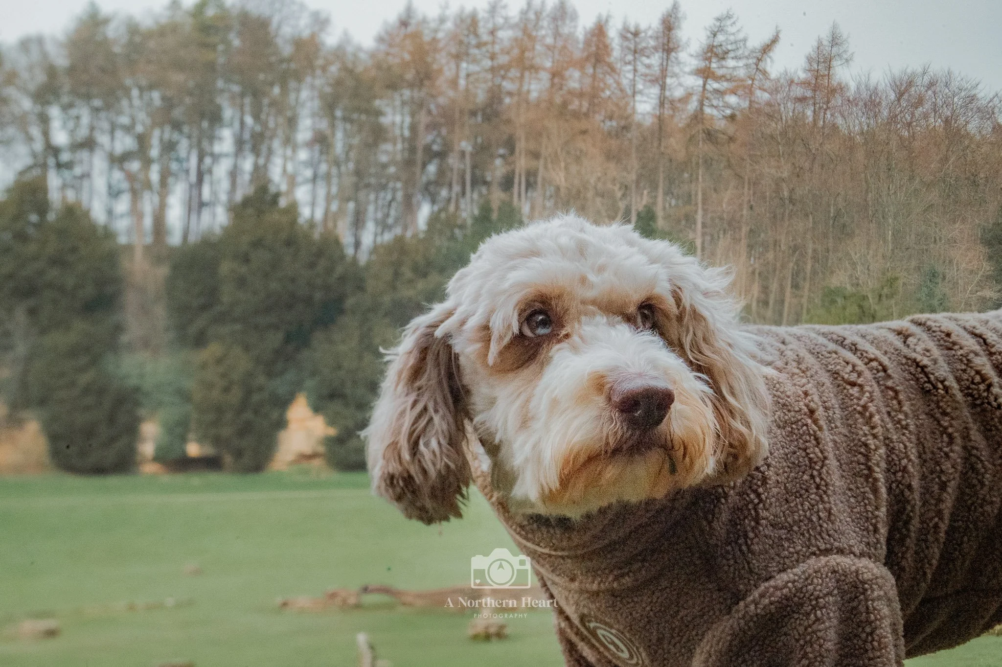 dog walks north yorkshire