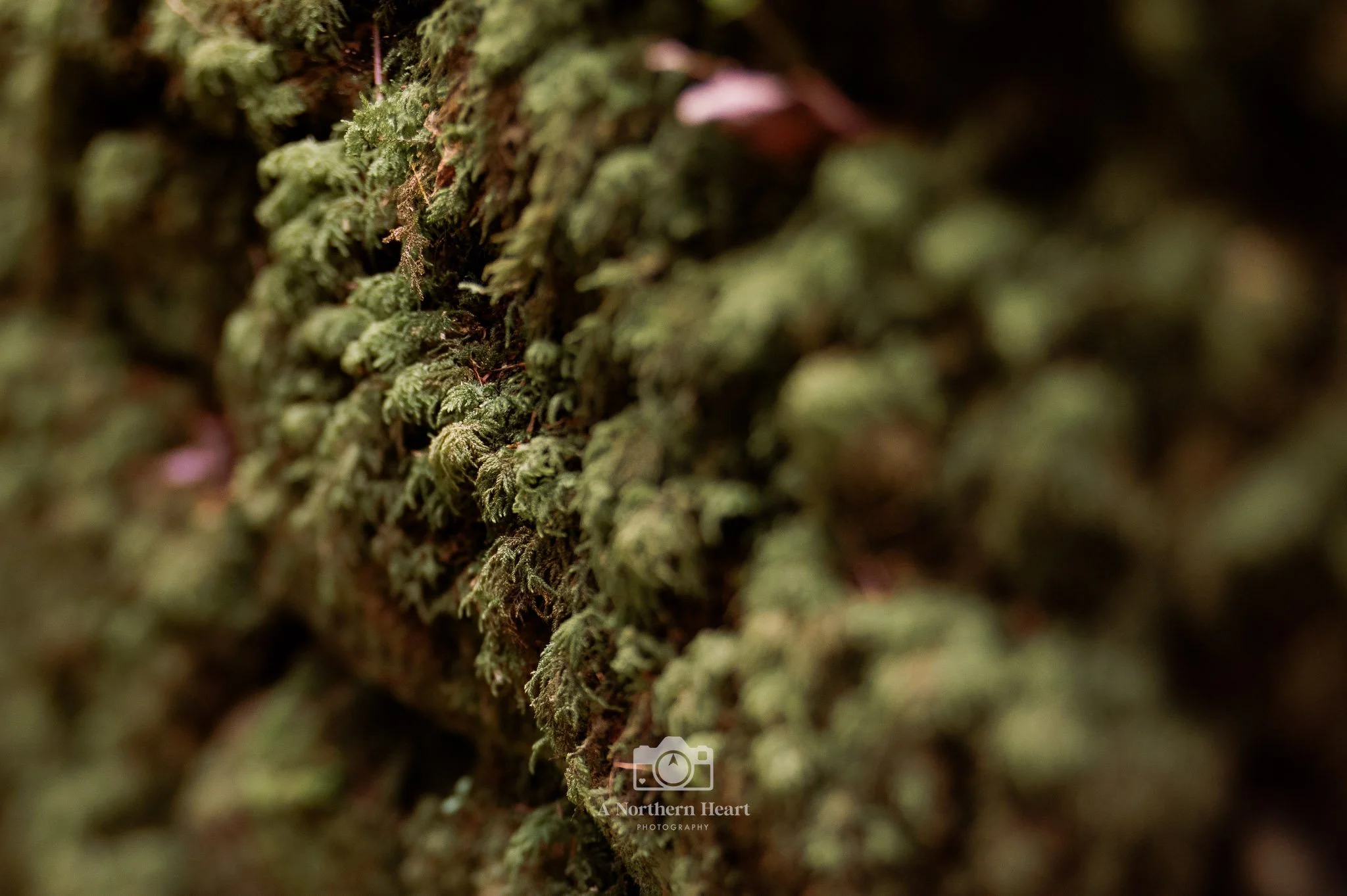 yorkshire dog photographer ripon