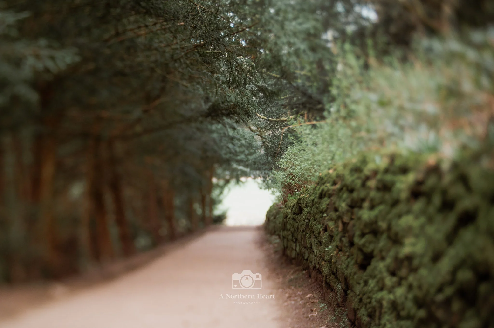 dog friendly yorkshire