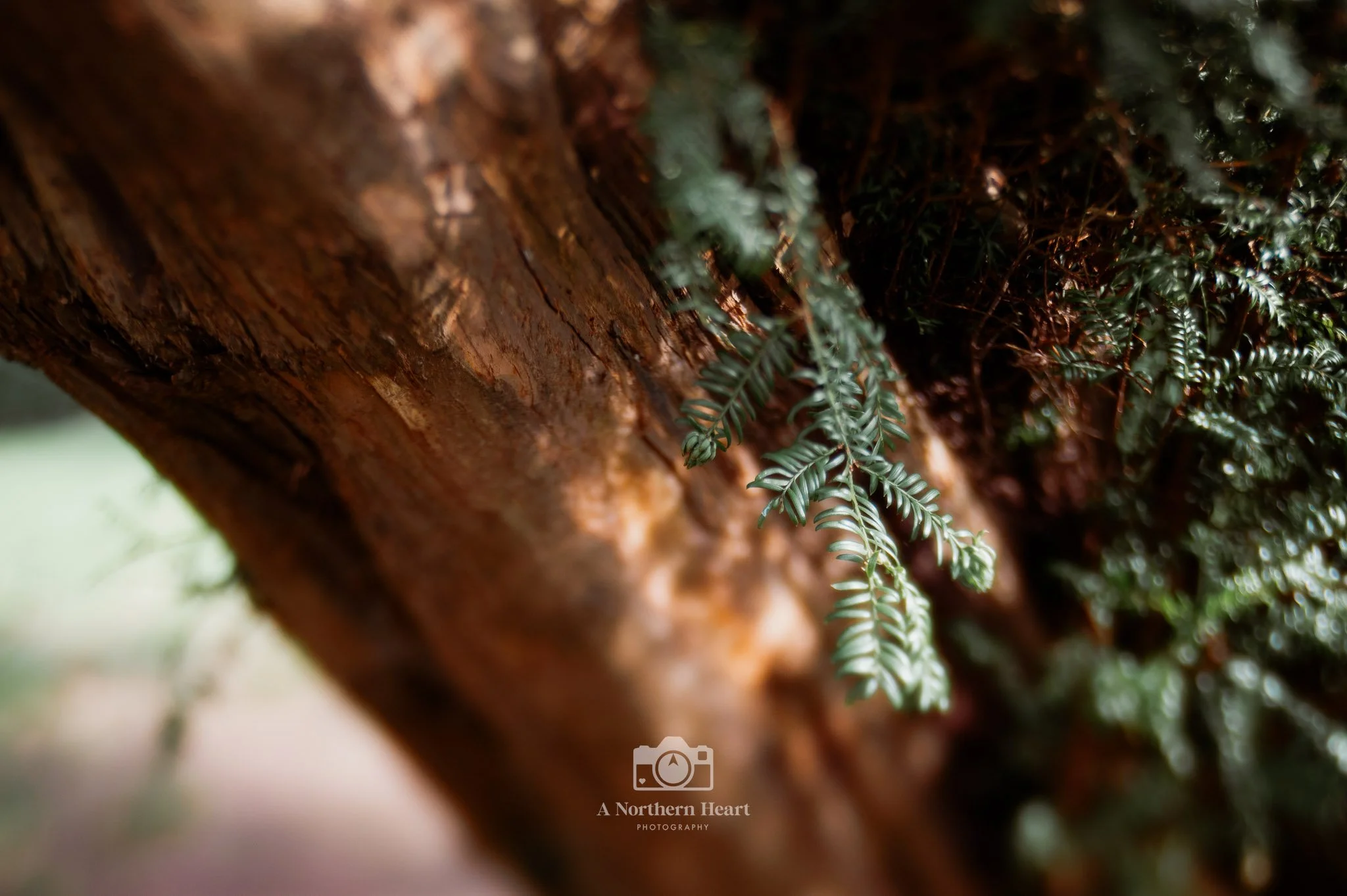 where to walk dogs near Ripon