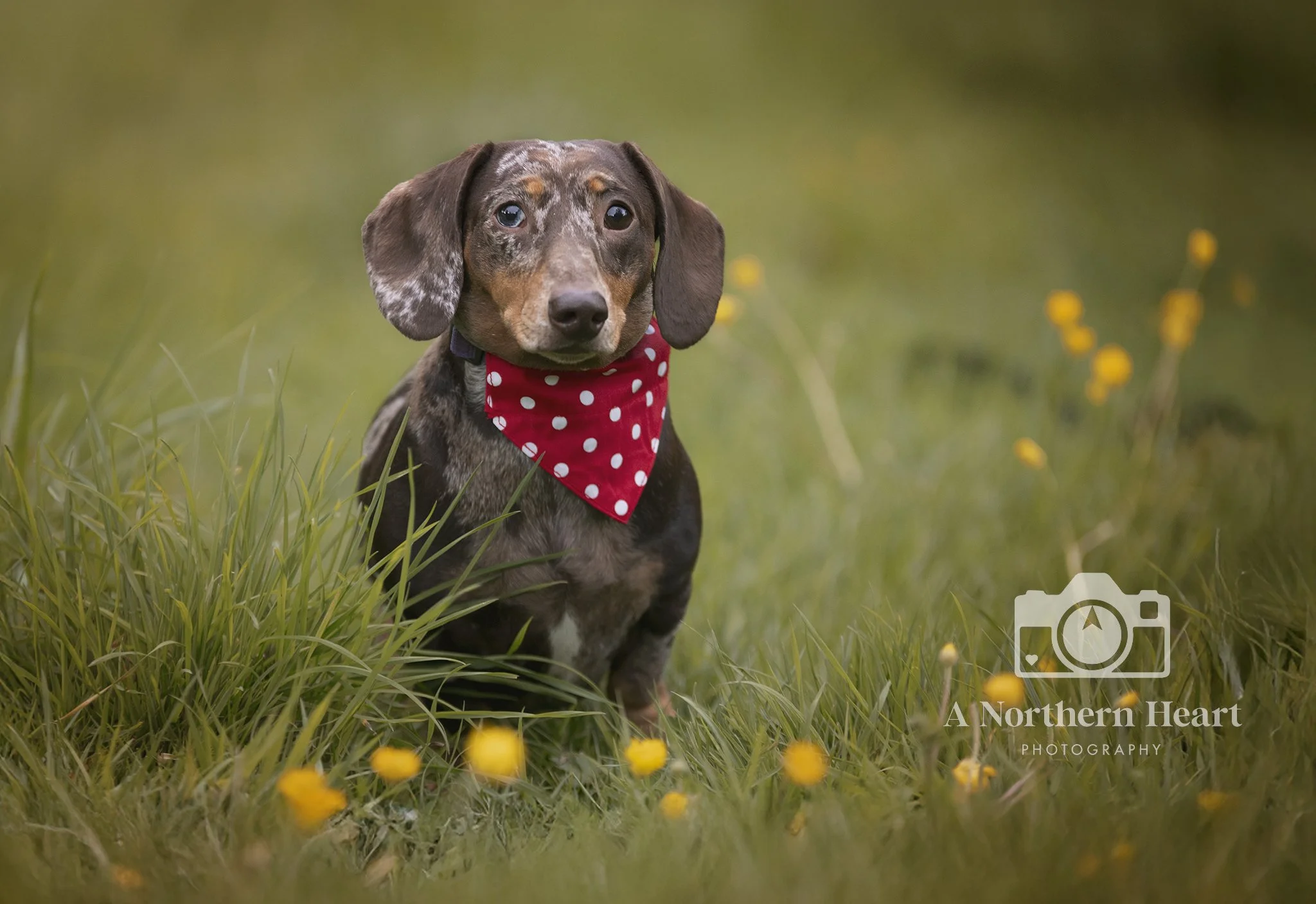 dog photographer leeds 
