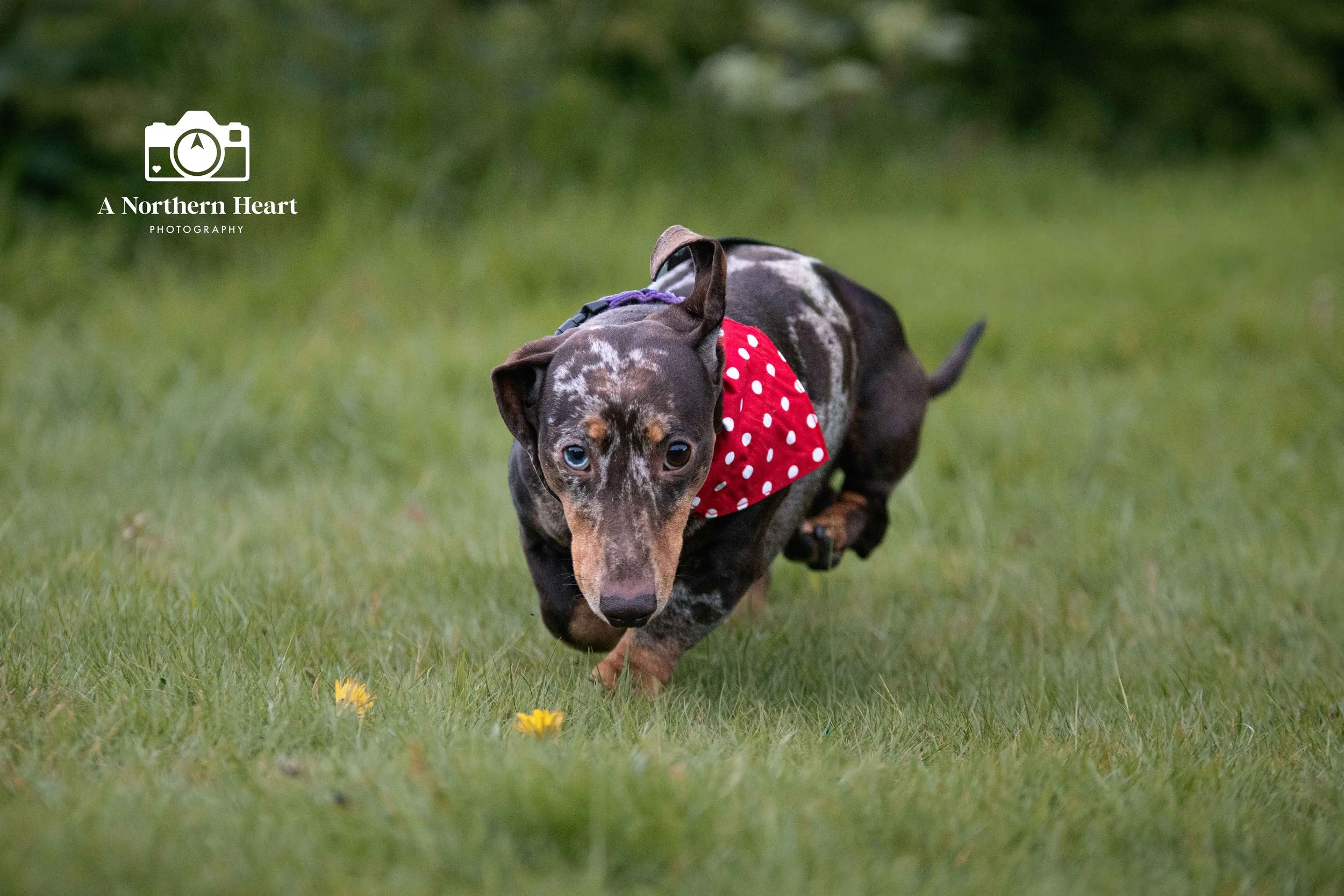 dascshund photography ideas