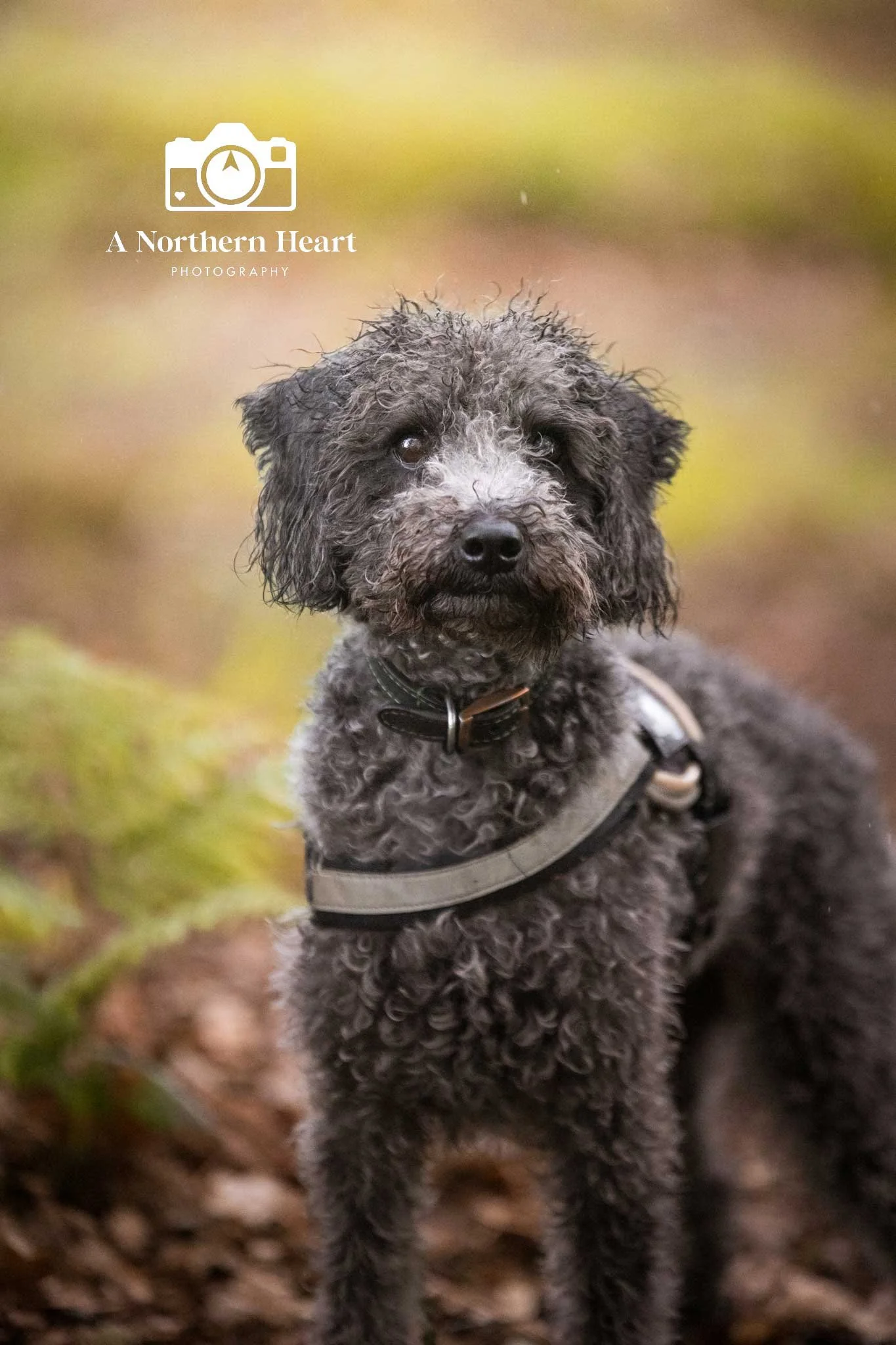 bedlington-dog-photography.jpg