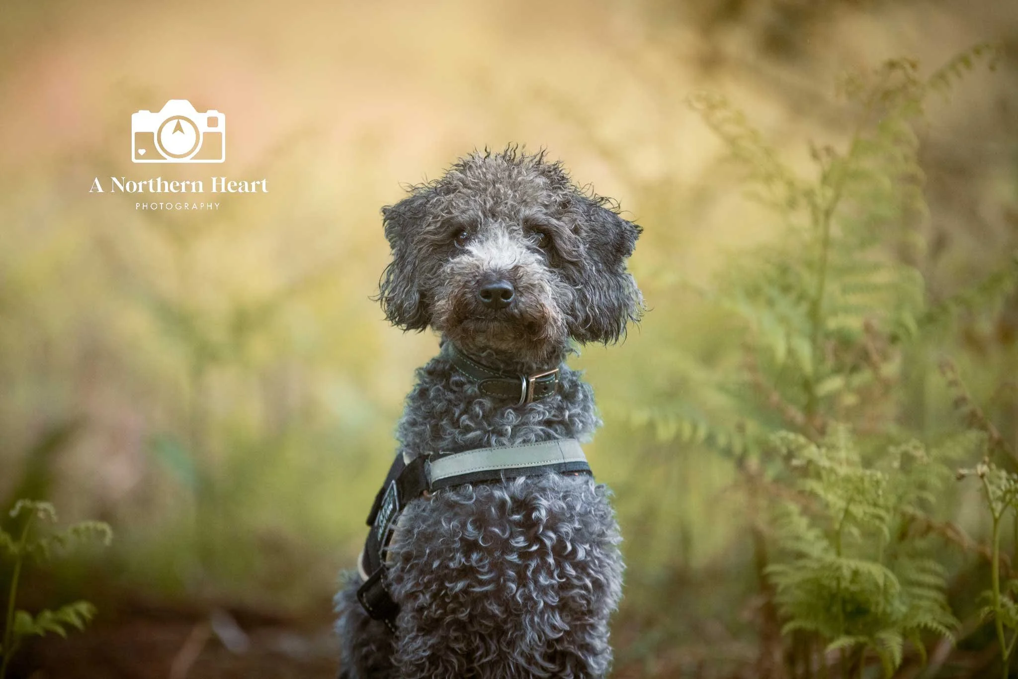 skipwith-common-dog-friendly.jpg