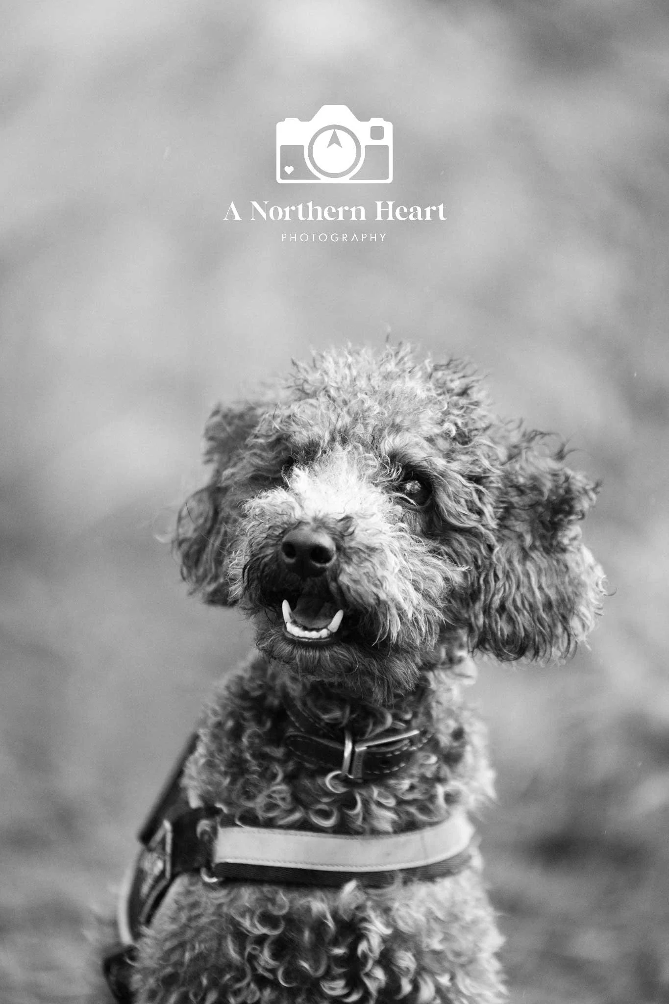 york-dog-photographer.jpg