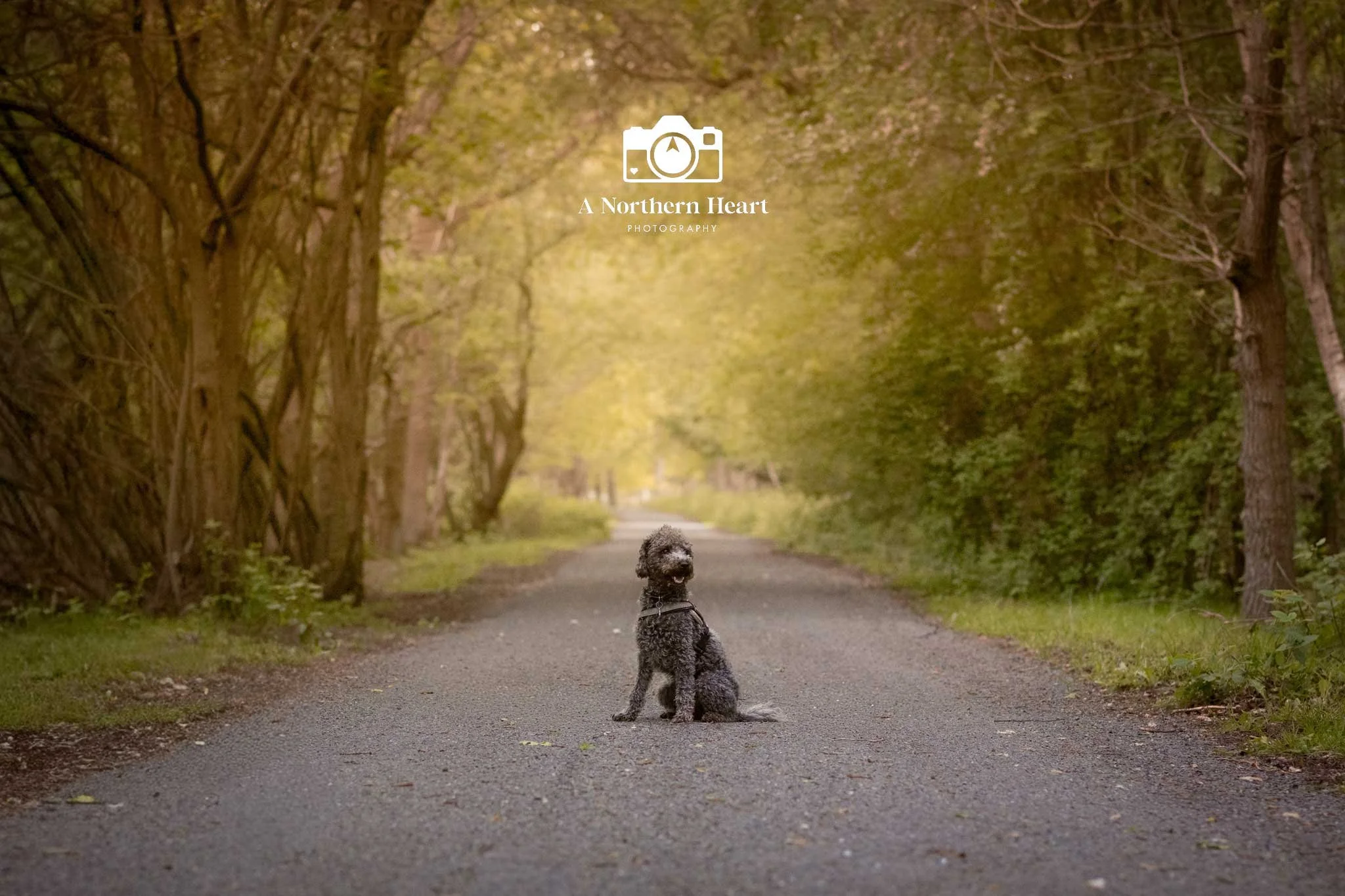 An Afternoon with a Bedlington Terrier at Skipwith Common