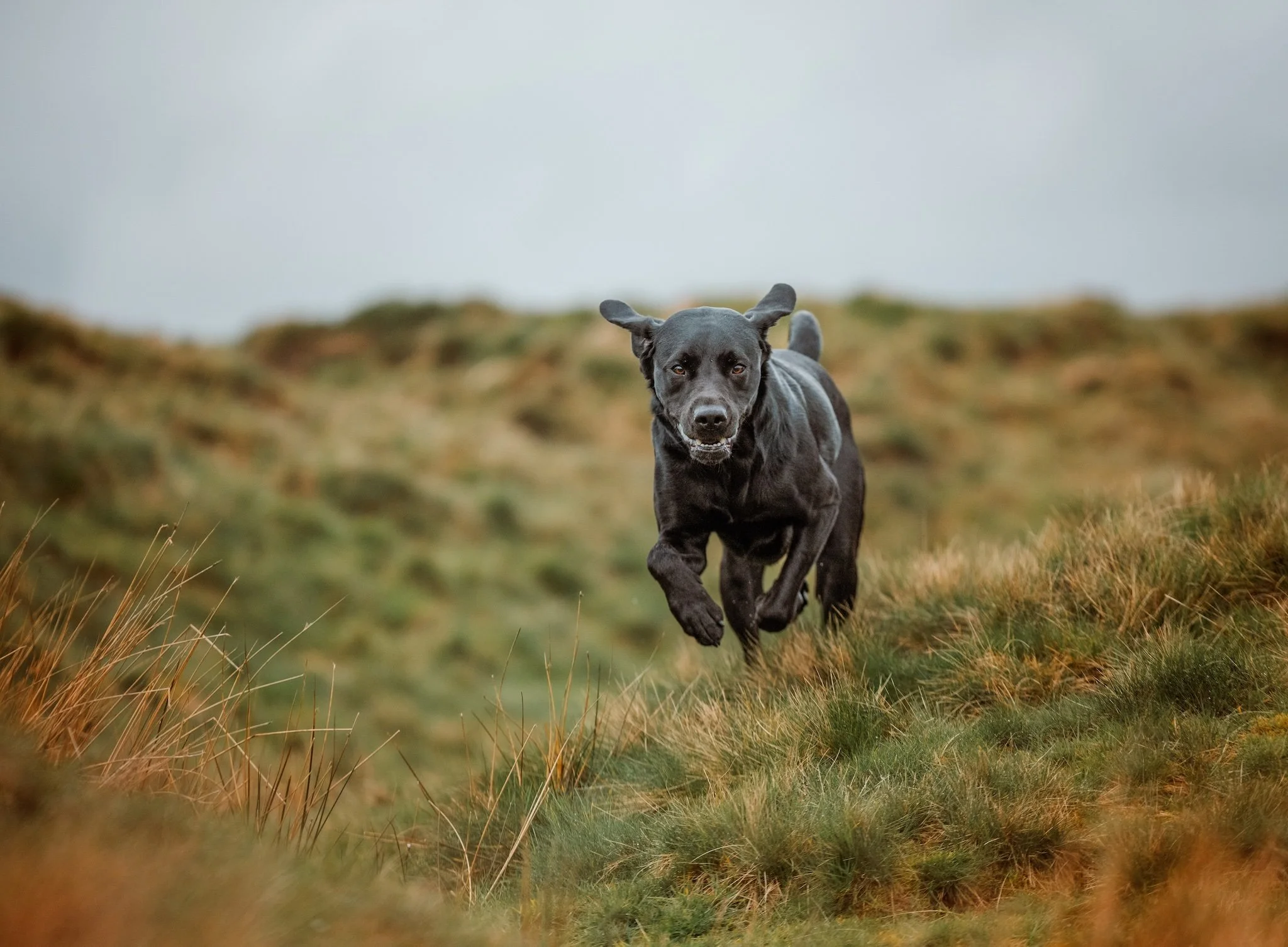 dog photography baildon shipley.jpeg