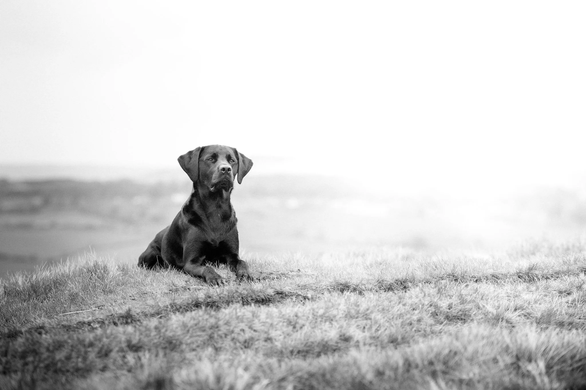 black dog photography yorkshire.jpeg