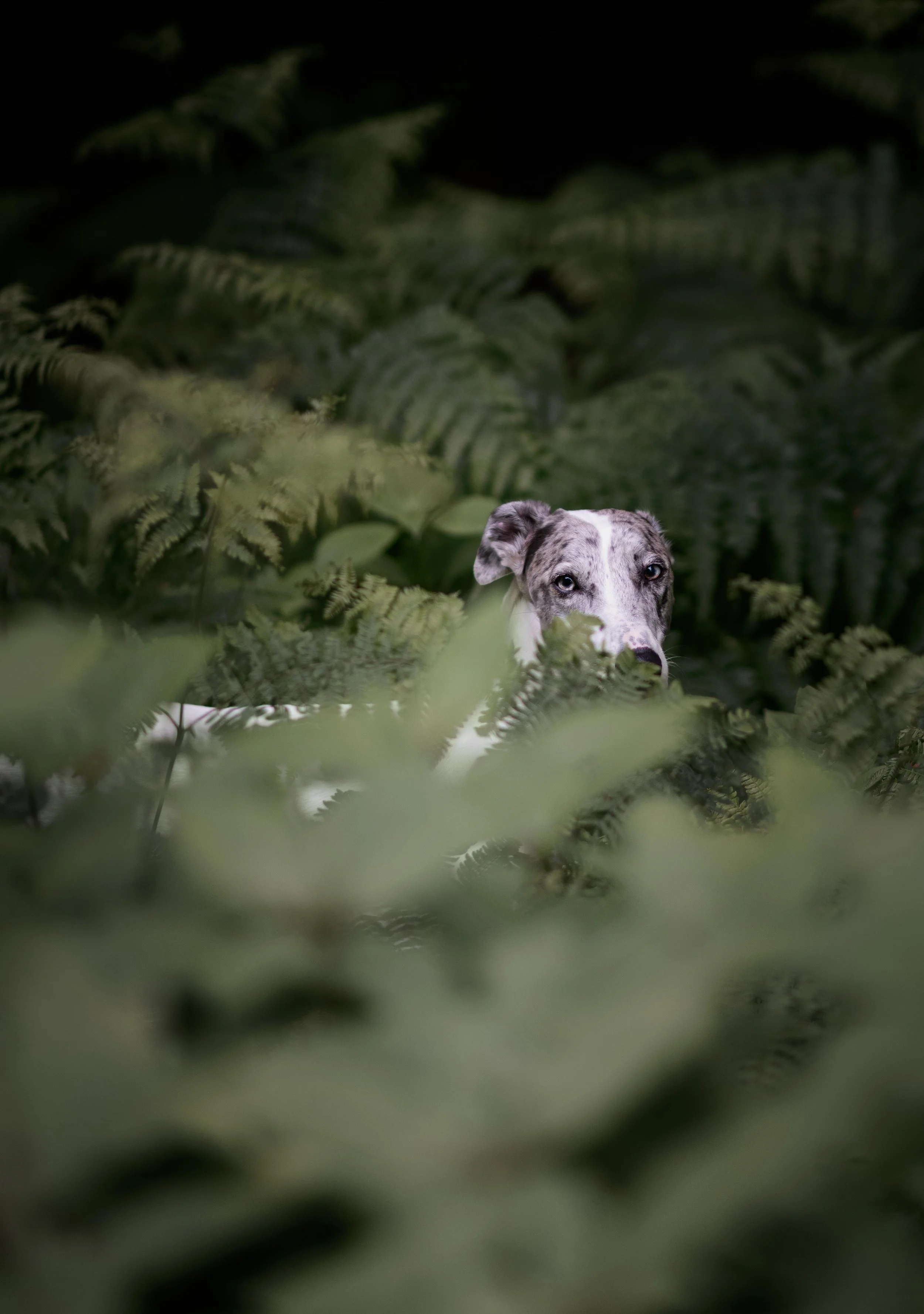 dog photographers yorkshire.jpg