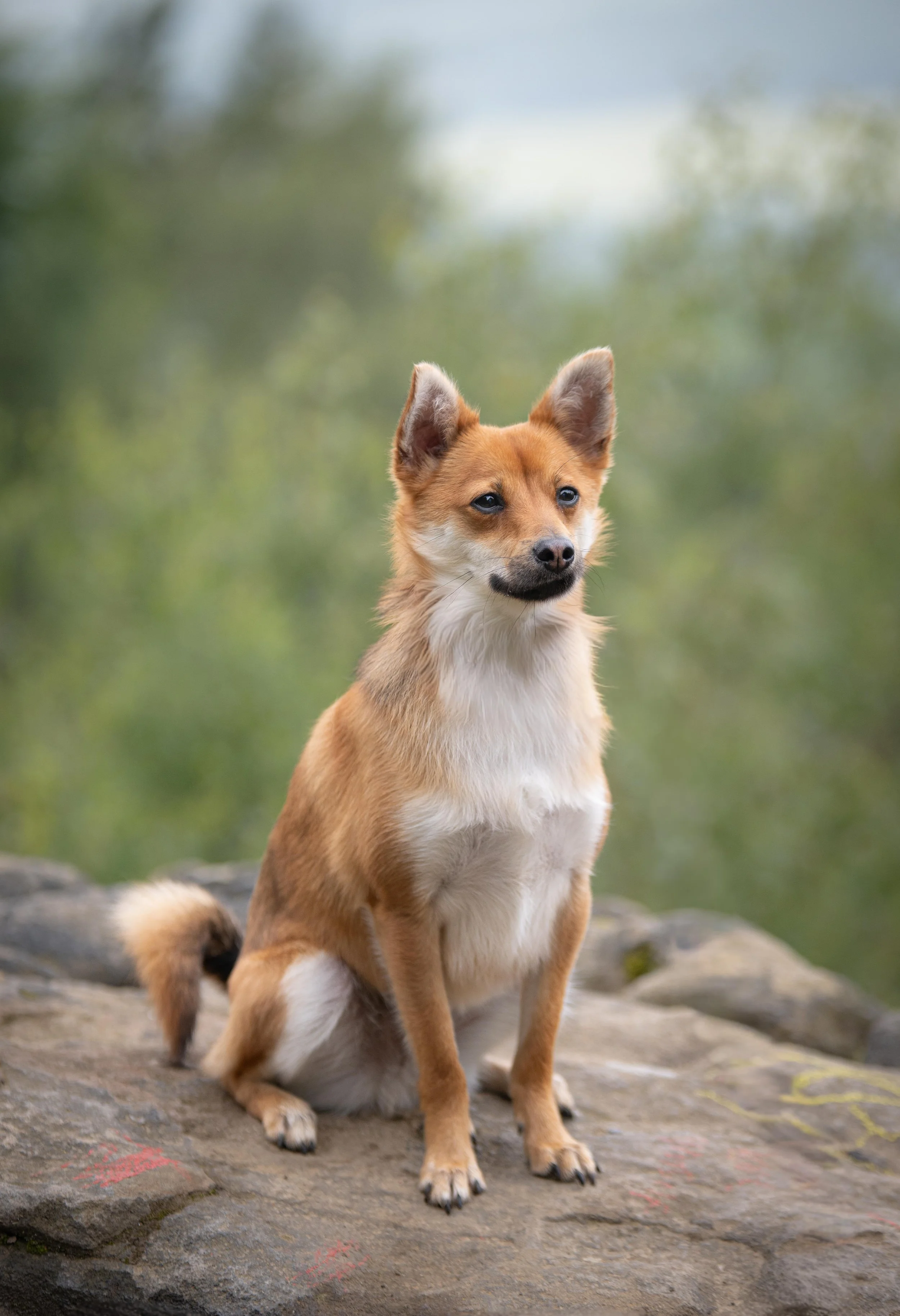 dog photography leeds.jpg