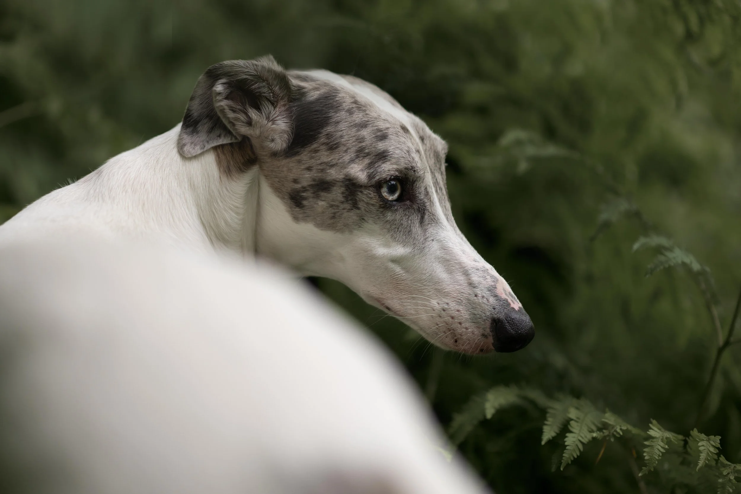 otley chevin dog photography.jpg