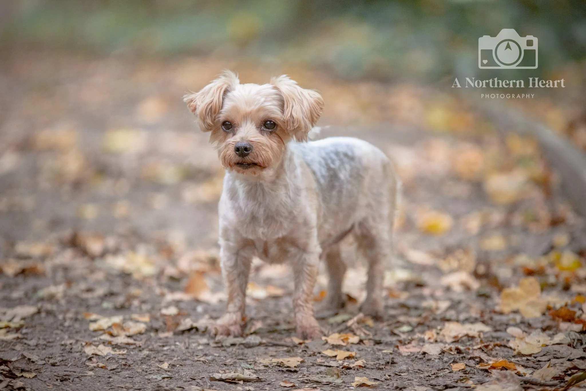 dog photography oakwell hall birstall_5.jpg