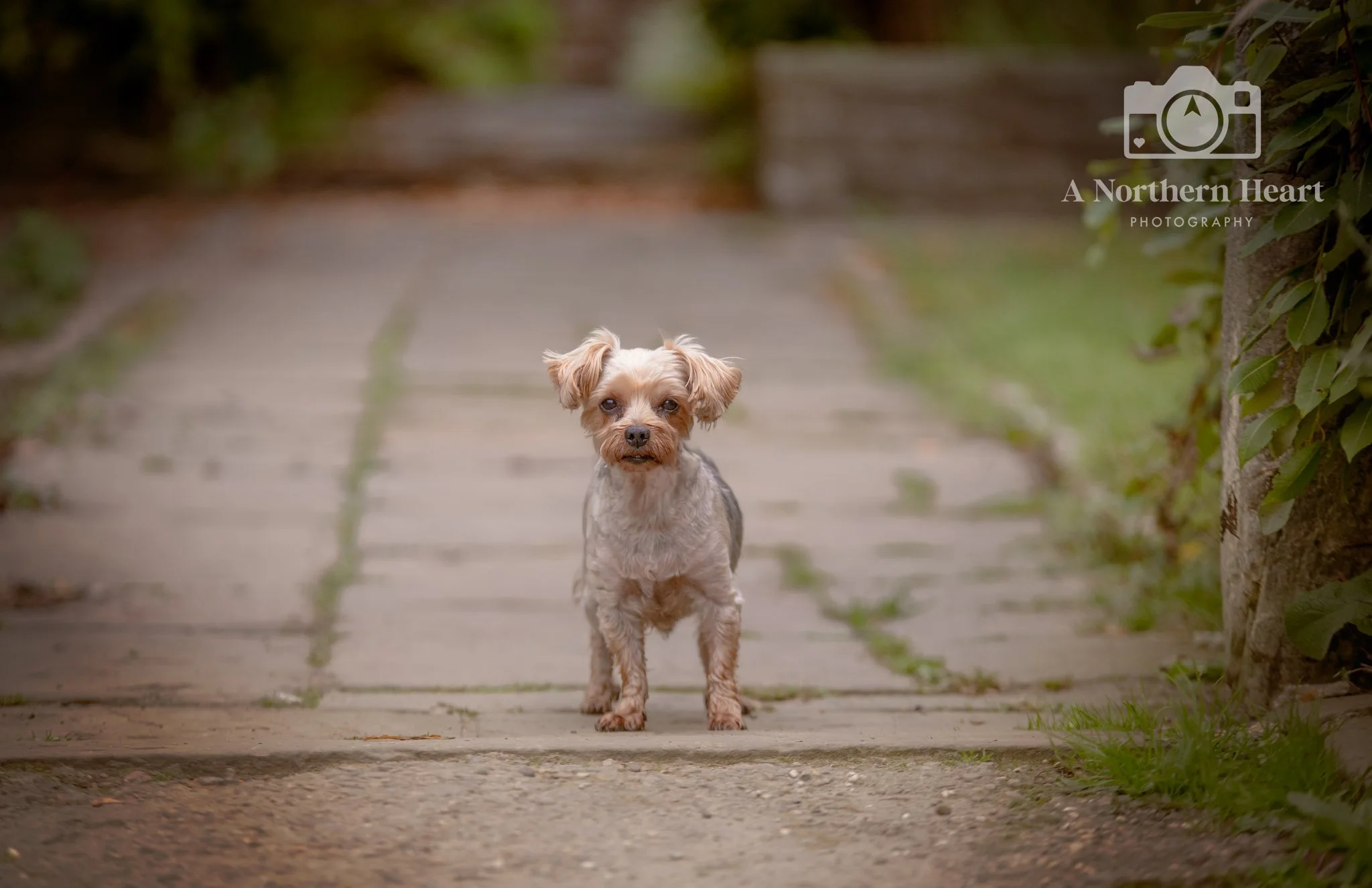 Charlie the Yorkshire Terrier at Oakwell Hall, Birstall 