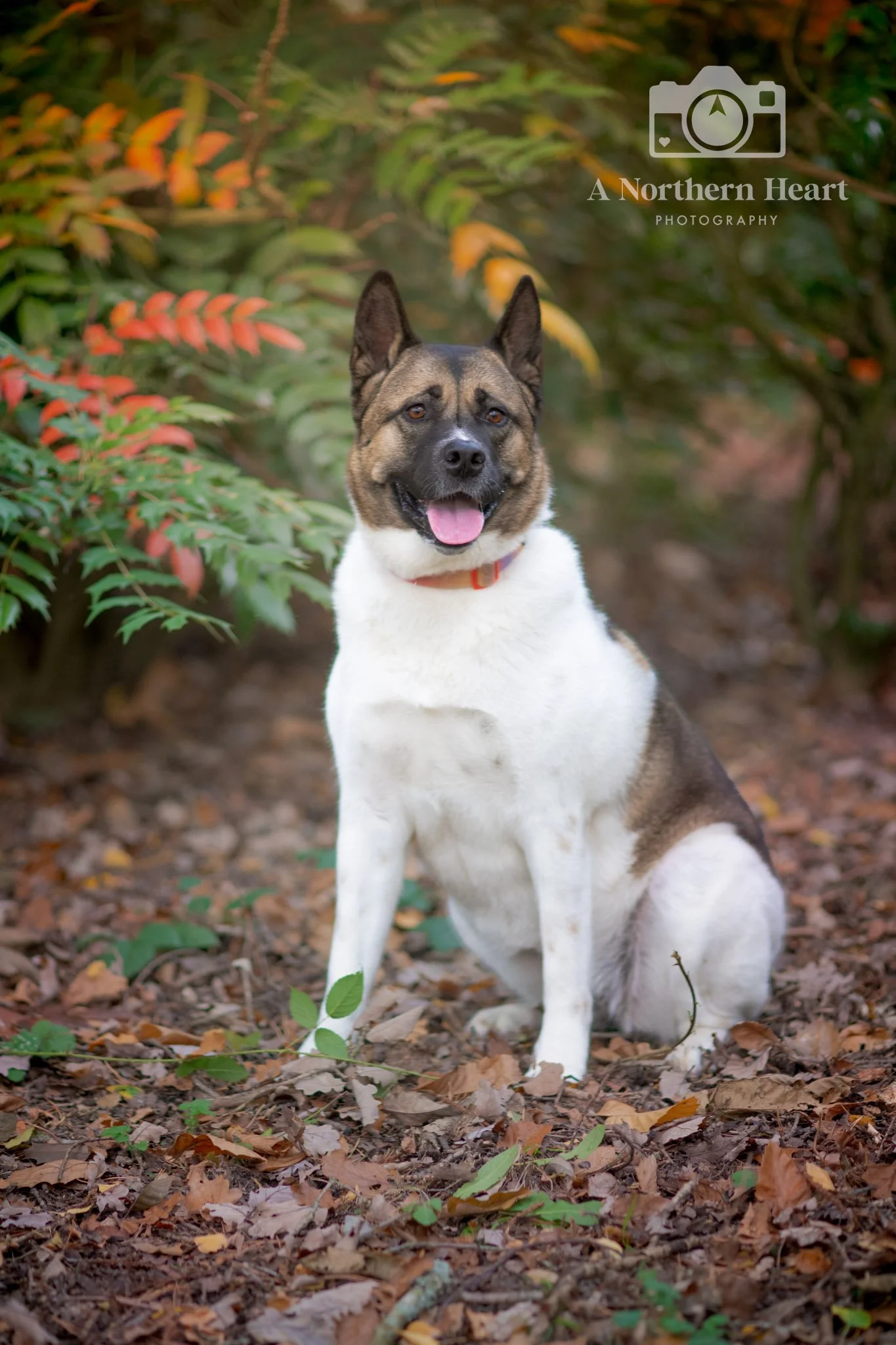 dog photoshoot gift voucher leeds_4.jpg